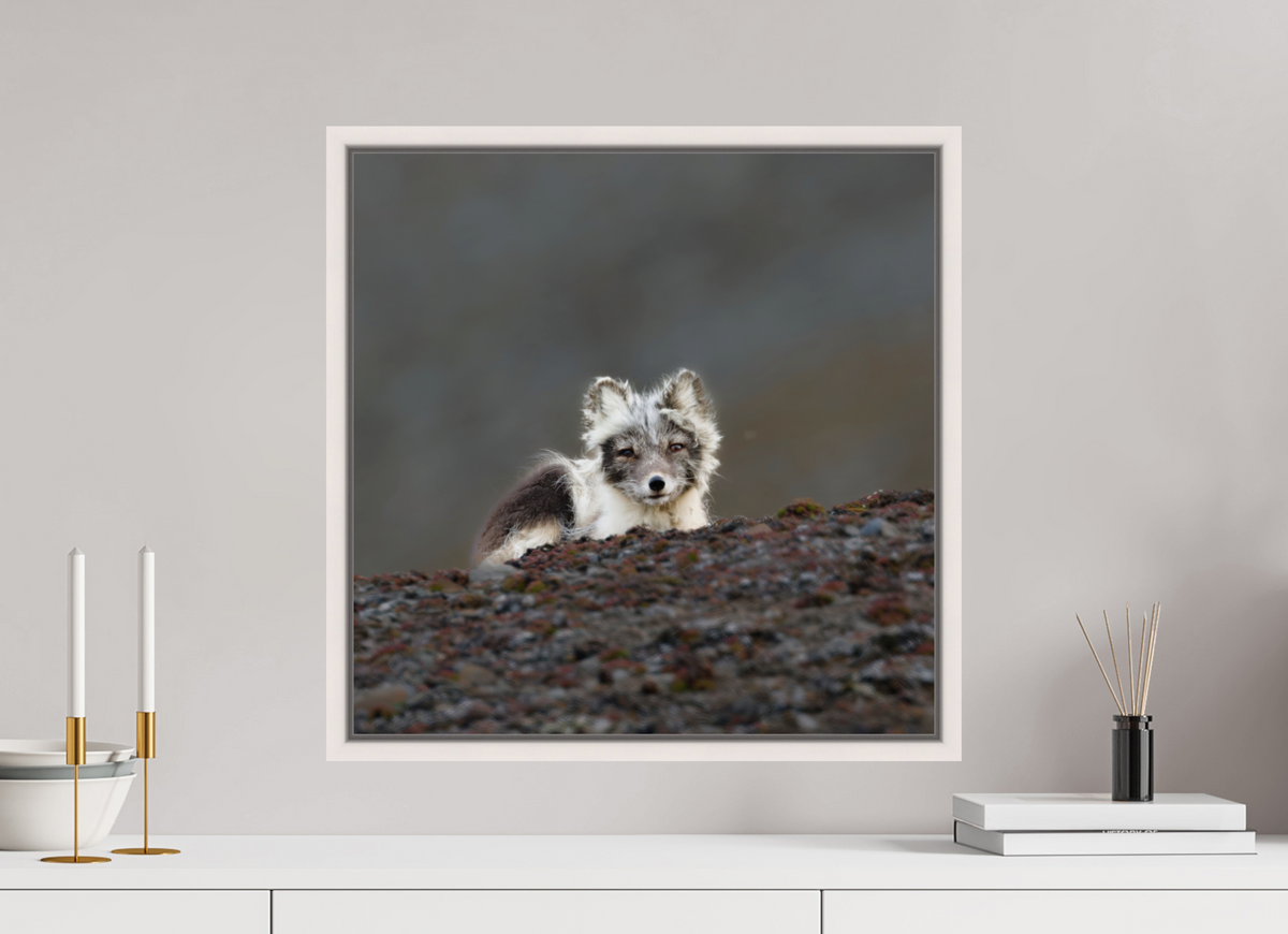50 x 50 cm, Floater Frame Maple White Glossy Acrylic Glass Arctic Fox Scout - Floater Frame Glossy
