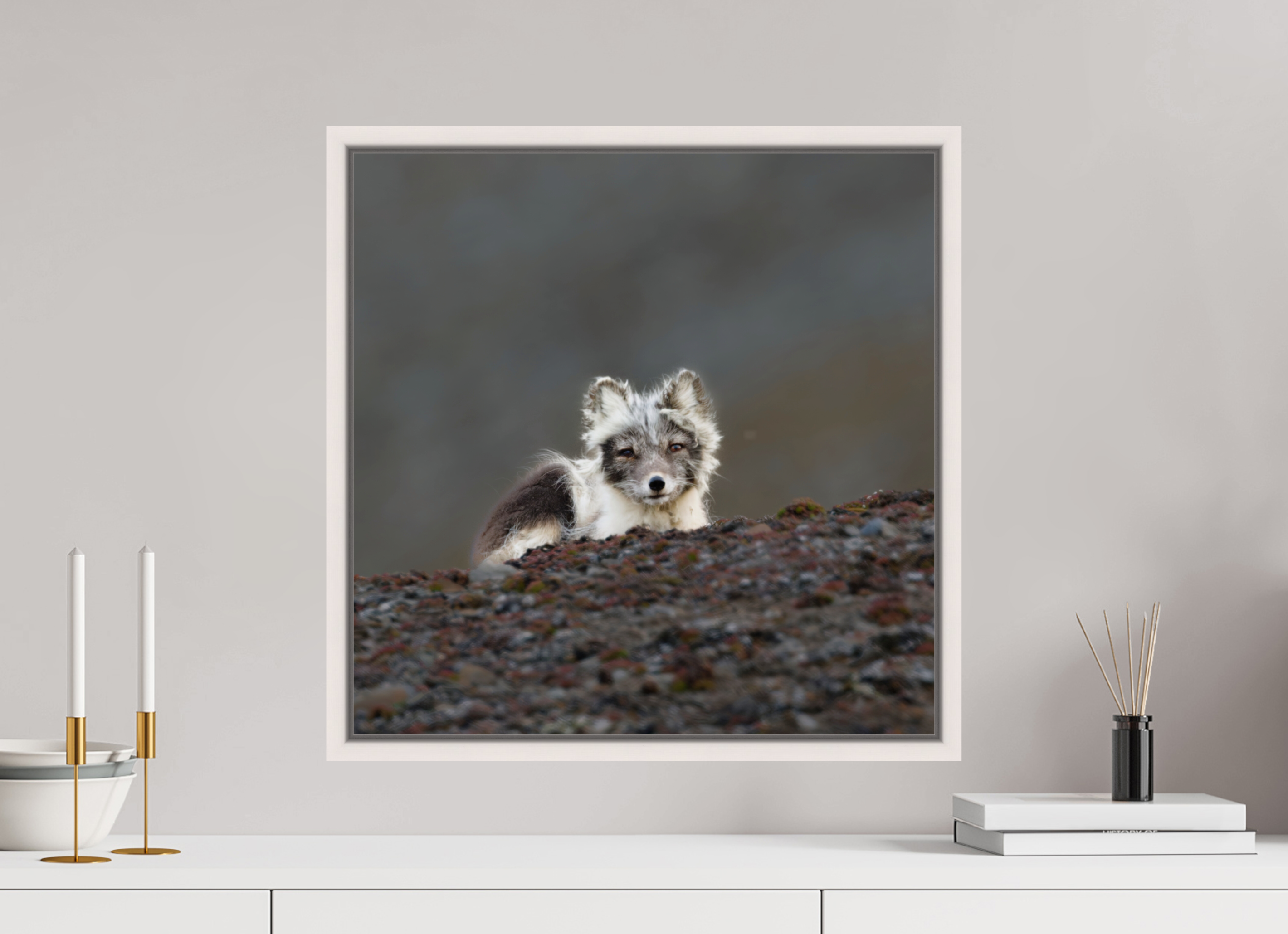 50 x 50 cm, Floater Frame Maple White Glossy Acrylic Glass Arctic Fox Scout - Floater Frame Glossy