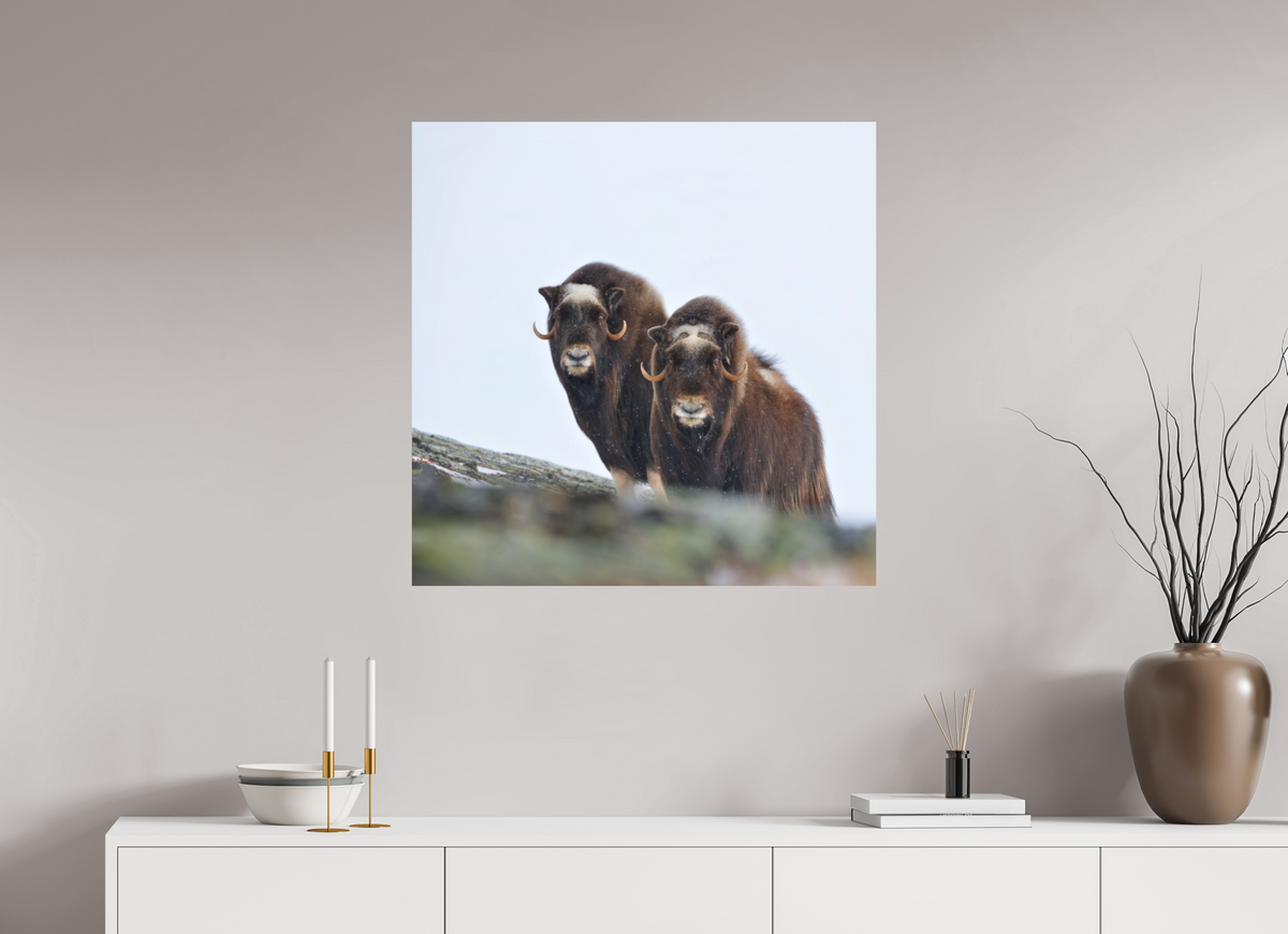 80 x 80 cm, Matte Photo Print The Musk Sisters - Photo Print