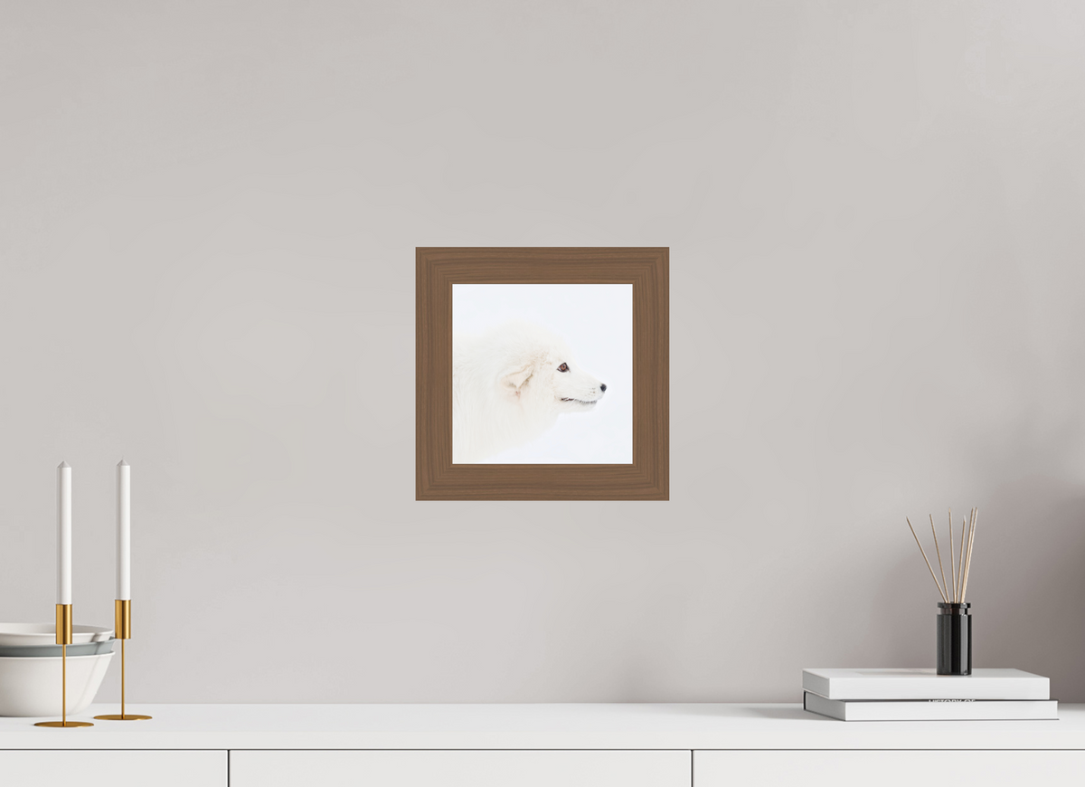 20 x 20 cm, Gallery Frame Hamburg 40mm Walnut Glossy Acrylic Glass Arctic Fox Head - In Solid Wood Frame Hamburg 40 mm