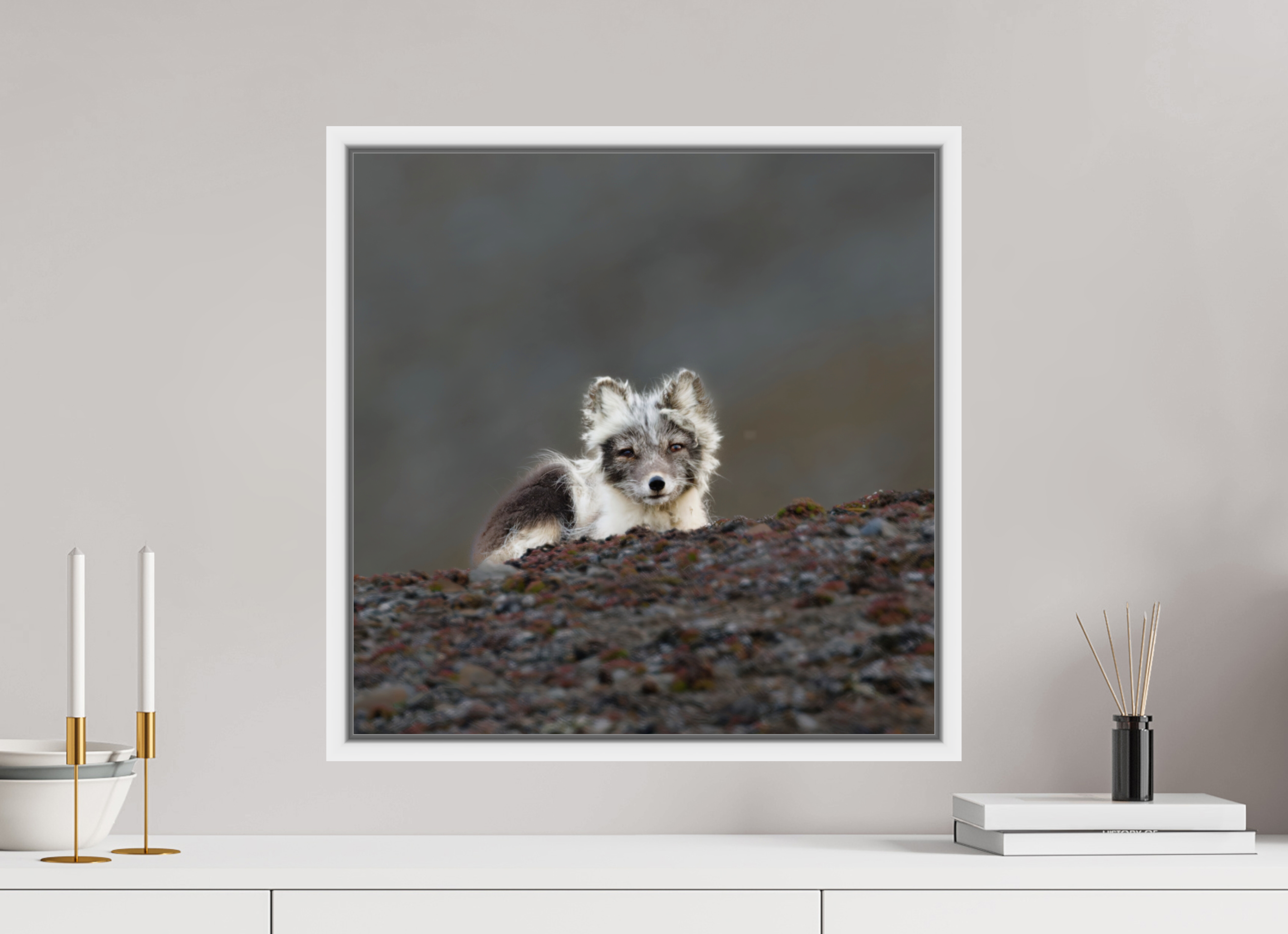 50 x 50 cm, Floater Frame White Glossy Acrylic Glass Arctic Fox Scout - Floater Frame Glossy