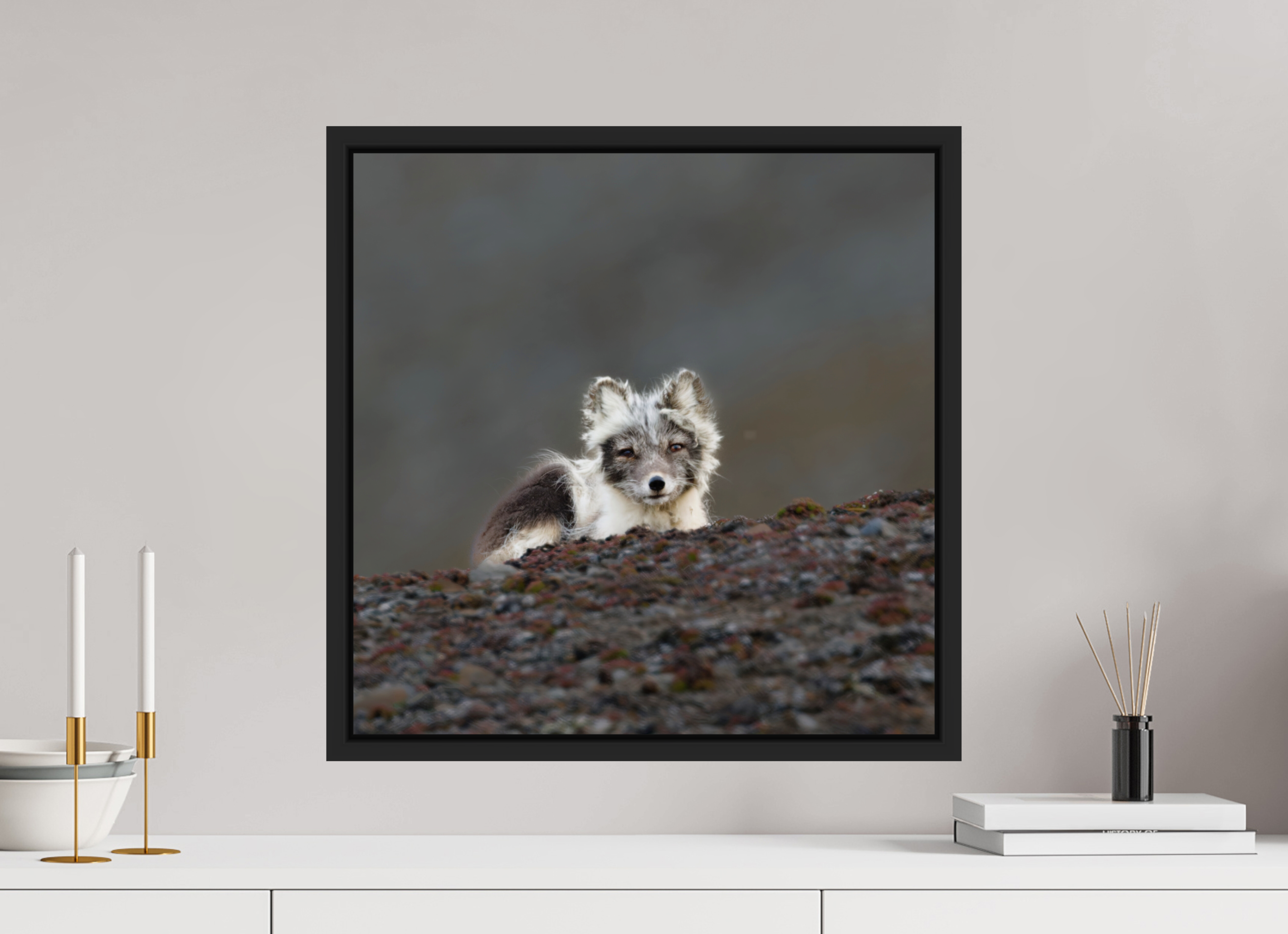 50 x 50 cm, Floater Frame Matte Black Glossy Acrylic Glass Arctic Fox Scout - Floater Frame Glossy