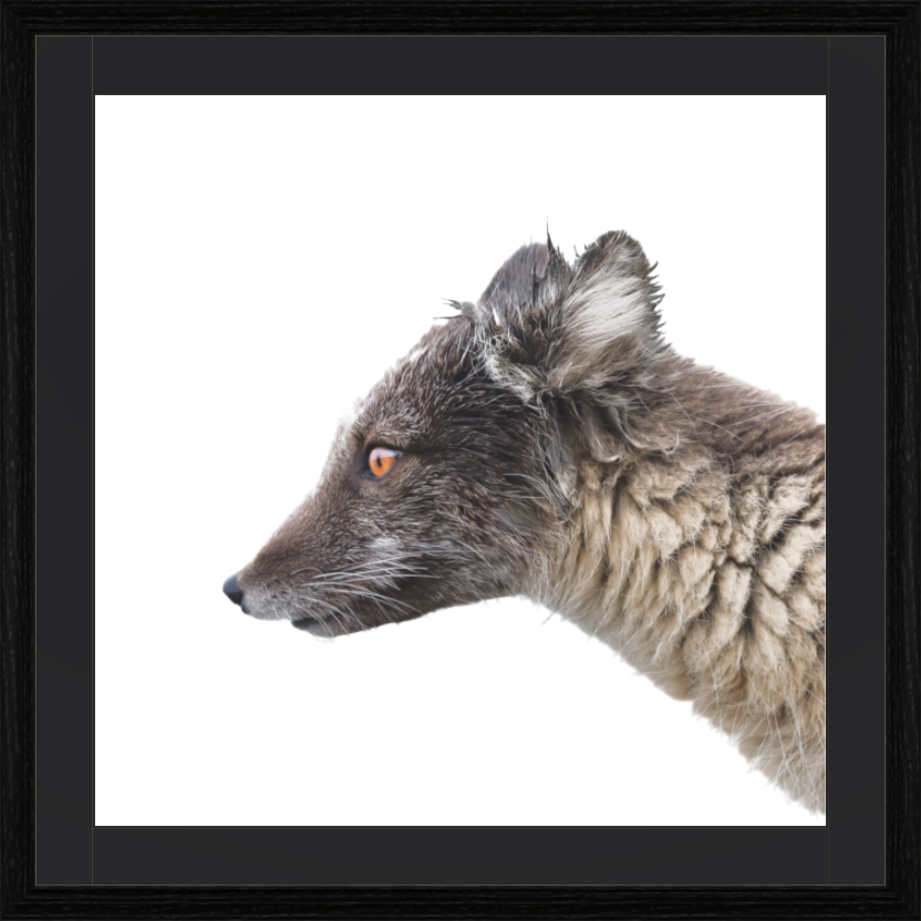 Main image Arctiv Fox Brown -Solid Frame With Passe-Partout