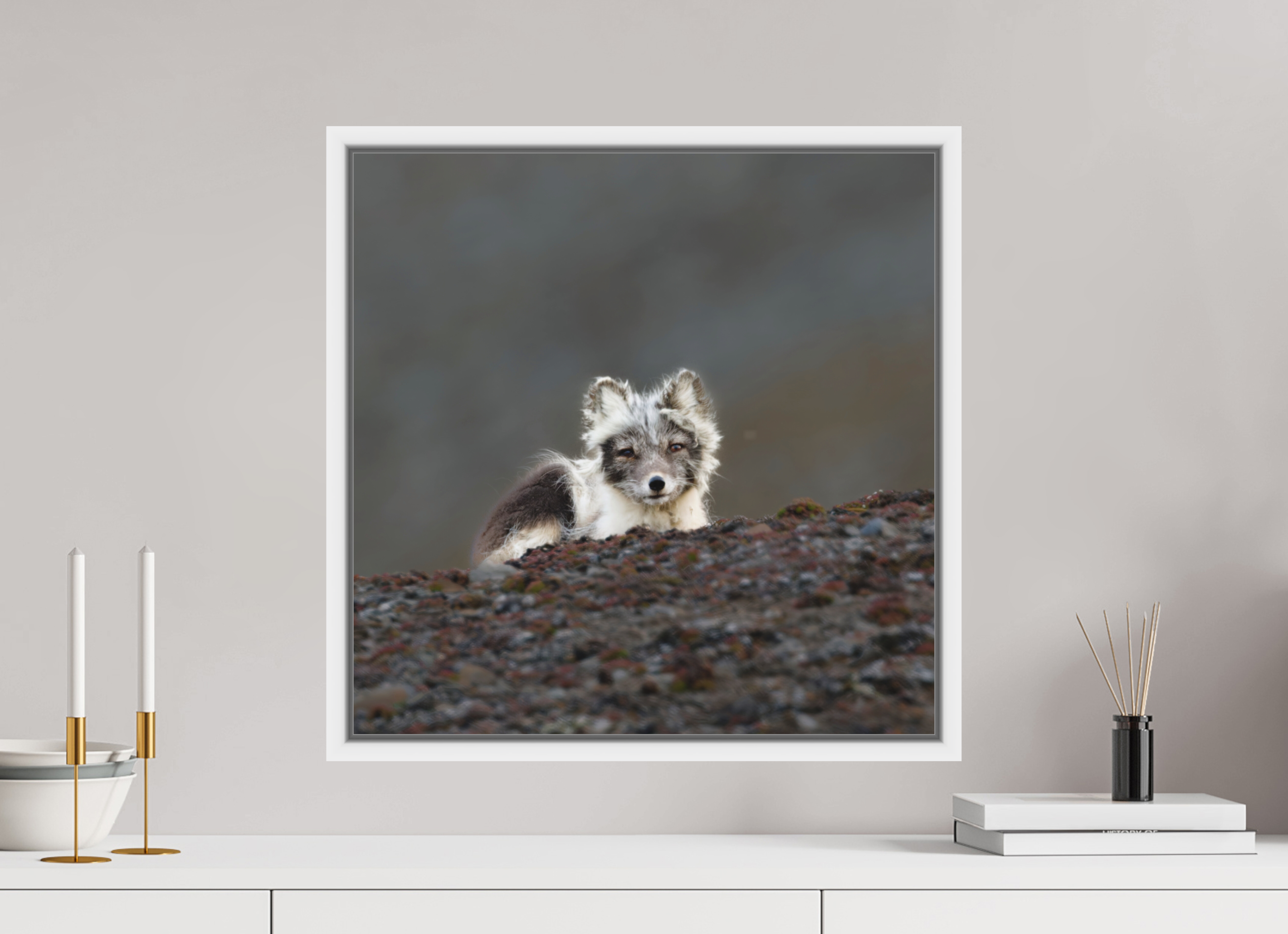 50 x 50 cm, Floater Frame White Matte Acrylic Glass Arctic Fox Scout - Floater Frame Matte