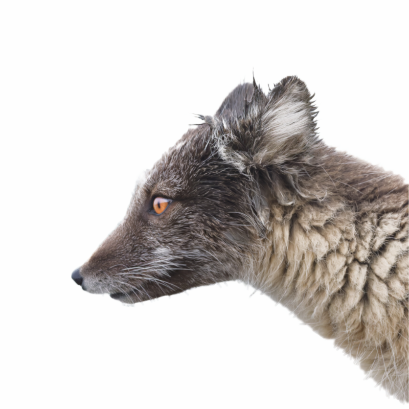 Main image Arctic Fox Brown - Photo Prints