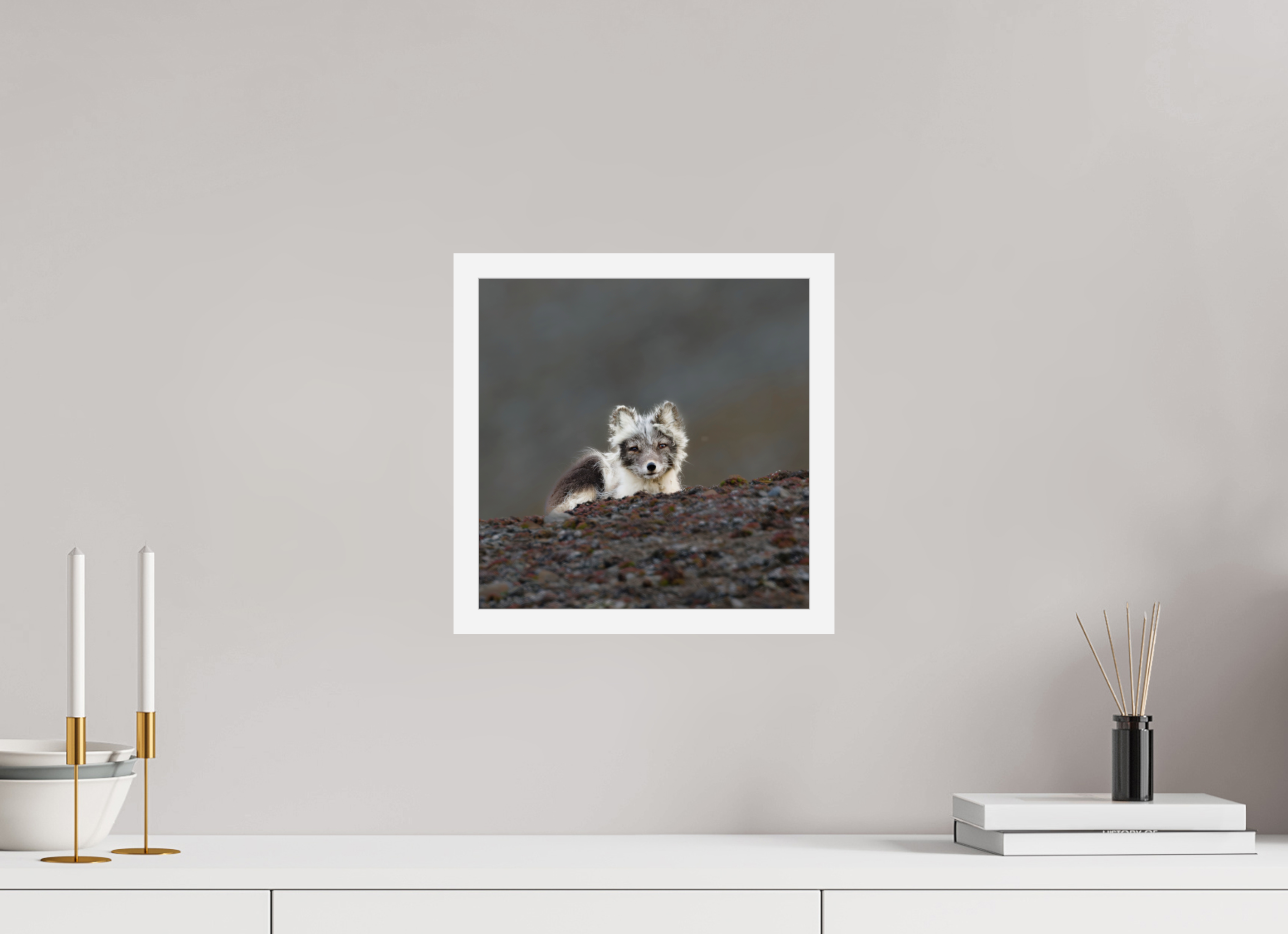30 x 30 cm, Gallery Frame Hamburg 20mm White Glossy Acrylic Arctic Fox Scout- In Solid 20 mm Wood Frame Hamburg