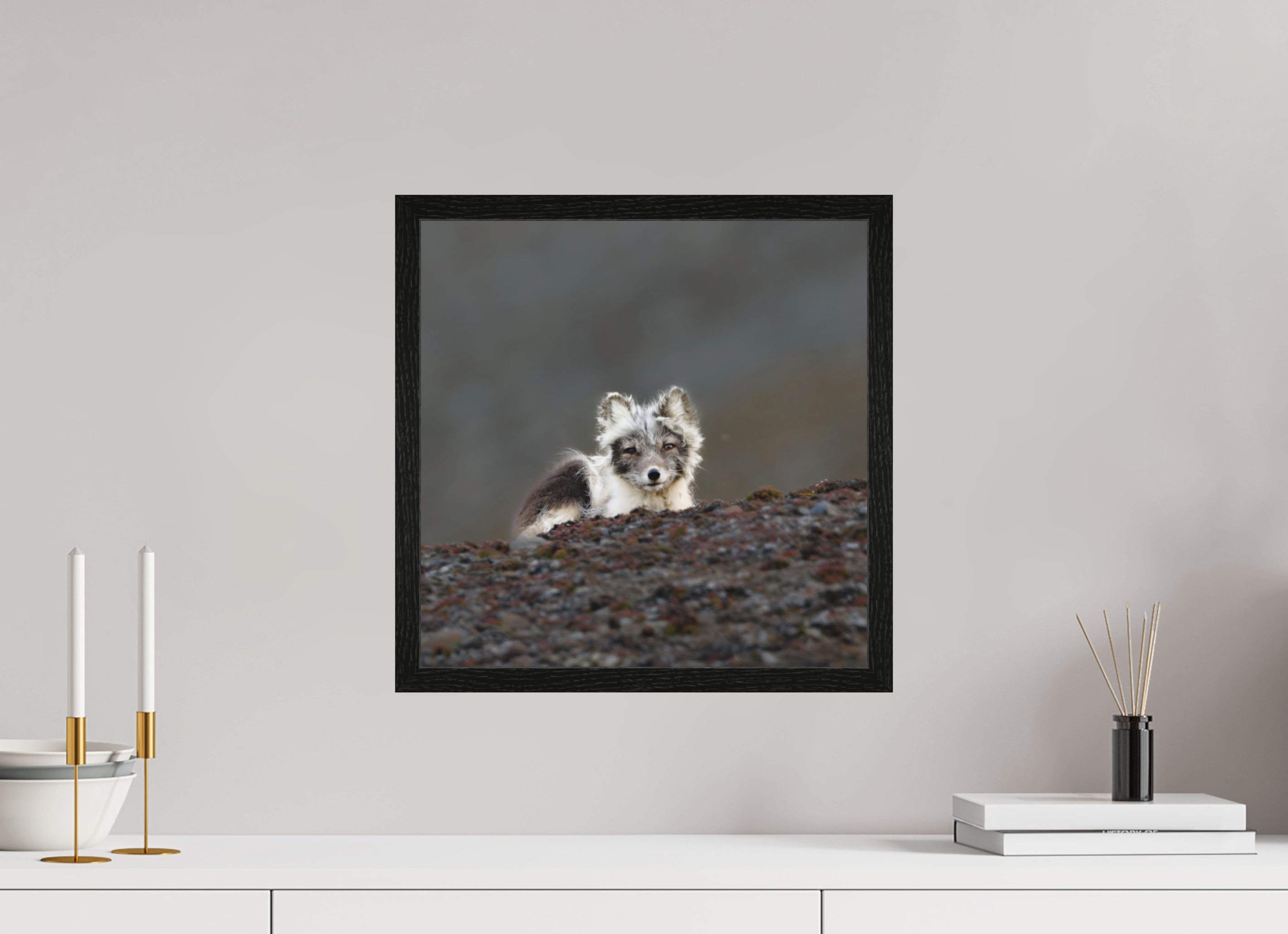 40 x 40 cm, Gallery Frame Hamburg 20mm Black Oak Matte Acrylic Arctic Fox Scout- In Solid 20 mm Wood Frame Hamburg Matte