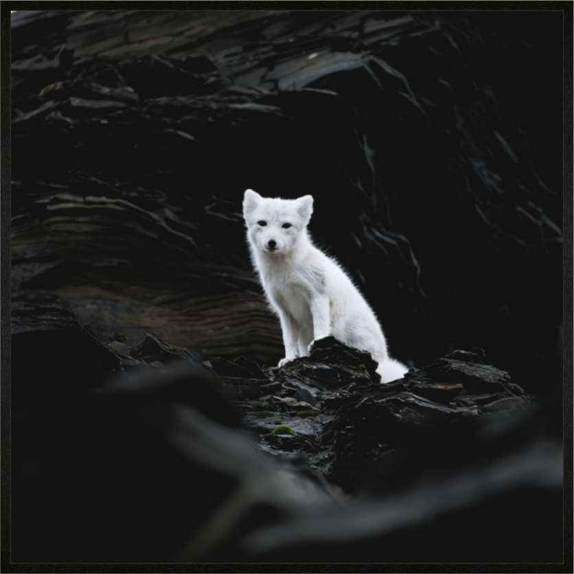 Main image Arctic Fox Angel - In Solid 20 mm Wood Frame Hamburg Matte