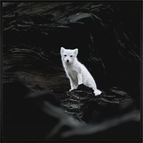 Main image Arctic Fox Angel - In Solid 20 mm Wood Frame Hamburg Matte