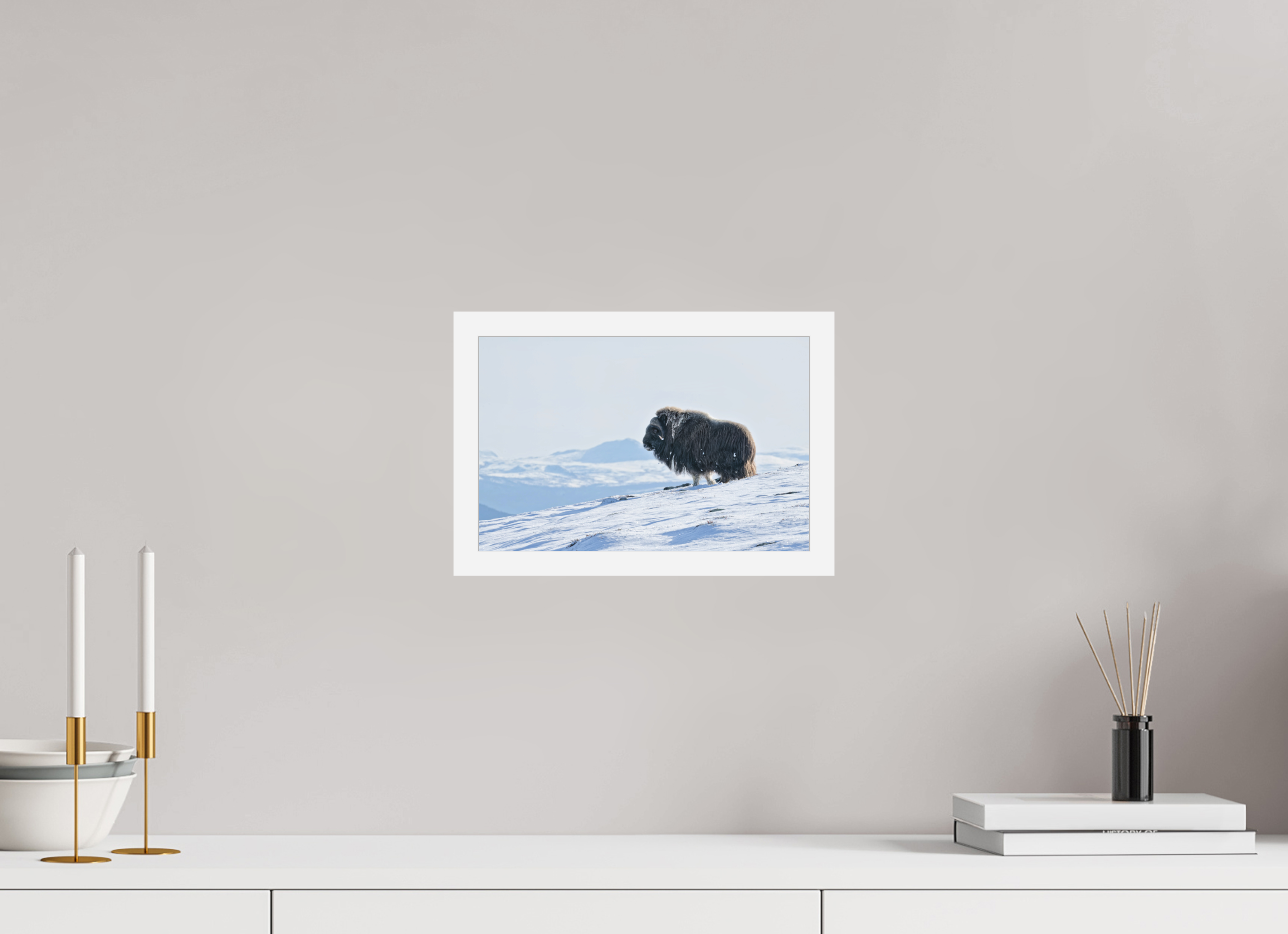 30 x 20 cm, Gallery Frame Hamburg 20mm Matte White Matte Acrylic The Musk Ox Kingdom - In Solid 20 mm Wood Frame Hamburg Matte Acrylic
