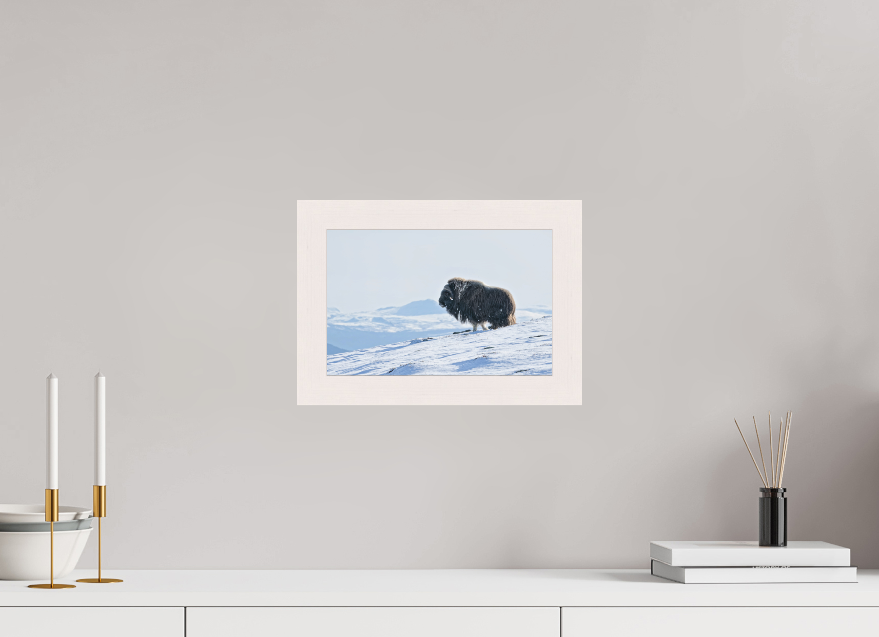 30 x 20 cm, Gallery Frame Hamburg 40mm White Maple Matte Acrylic Glass The Musk Ox Kingdom - In Solid 40 mm Wood Frame Hamburg Glossy Acrylic