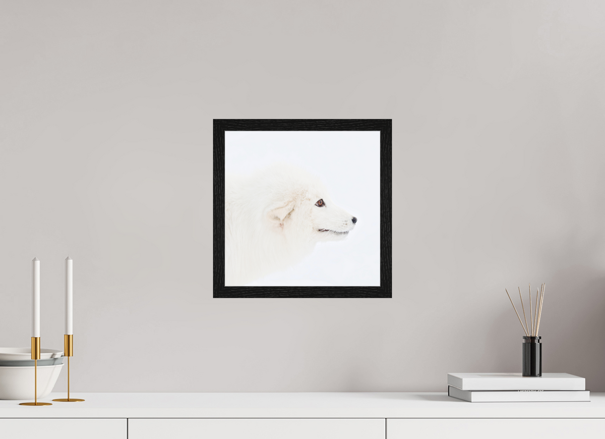 30 x 30 cm, Gallery Frame Hamburg 20mm Black Oak Glossy Acrylic Arctic Fox Head - In Gallery Frame Hamburg