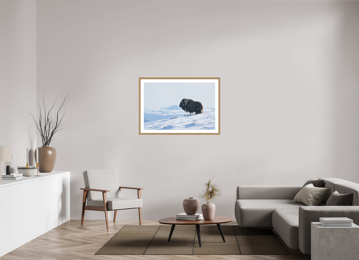 105 x 70 cm, Solid Wood Natural Oak Frame Vienna White Passe-partout The Musk Ox Kingdom -  Solid Frame White Passe-Partout