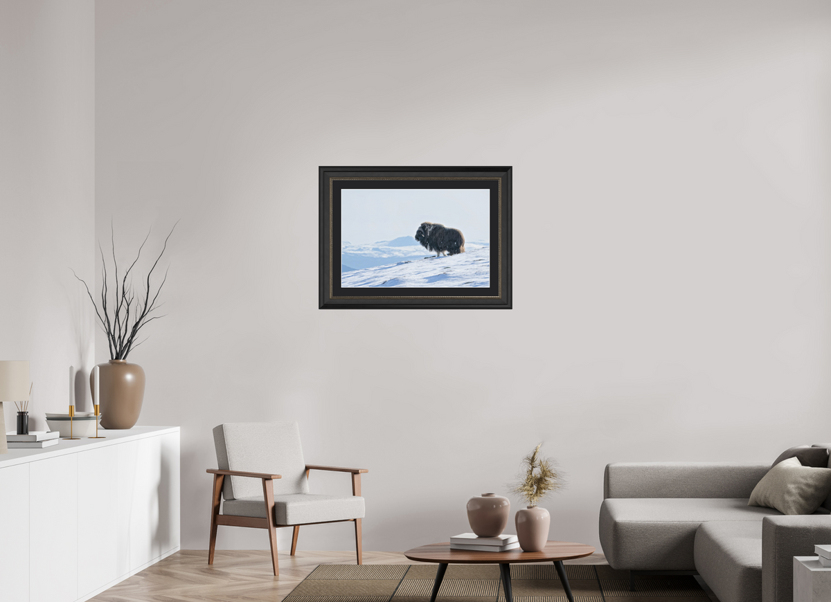 75 x 50 cm, Solid Wood Silver Frame London Black Passe-partout The Musk Ox Kingdom - Solid Frame With Passe-Partout