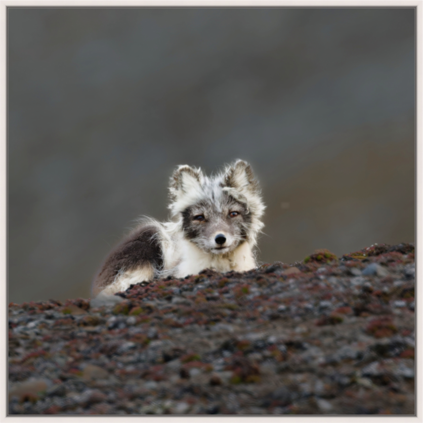 Main image Arctic Fox Scout - Floater Frame Glossy