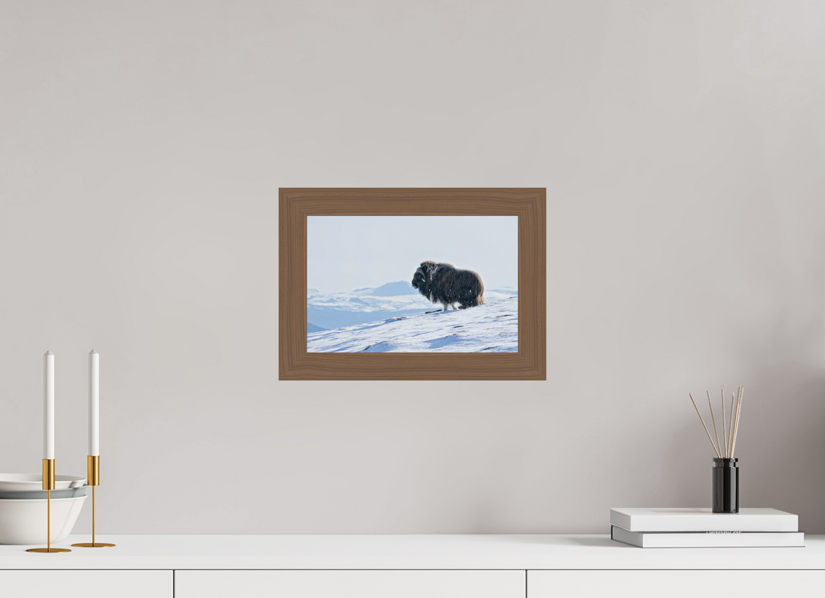 30 x 20 cm, Gallery Frame Hamburg 40mm Walnut Glossy Acrylic Glass The Musk Ox Kingdom -  In Solid 40 mm Wood Frame Hamburg  Glossy Acrylic