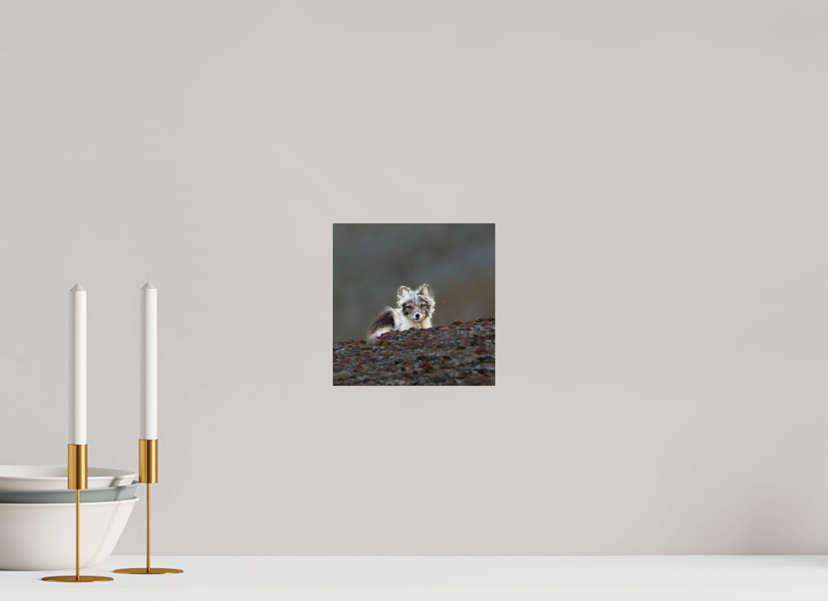 20 x 20 cm, Photo Print On Fuji Crystal DP II Arctic Fox Scout - Photo Print