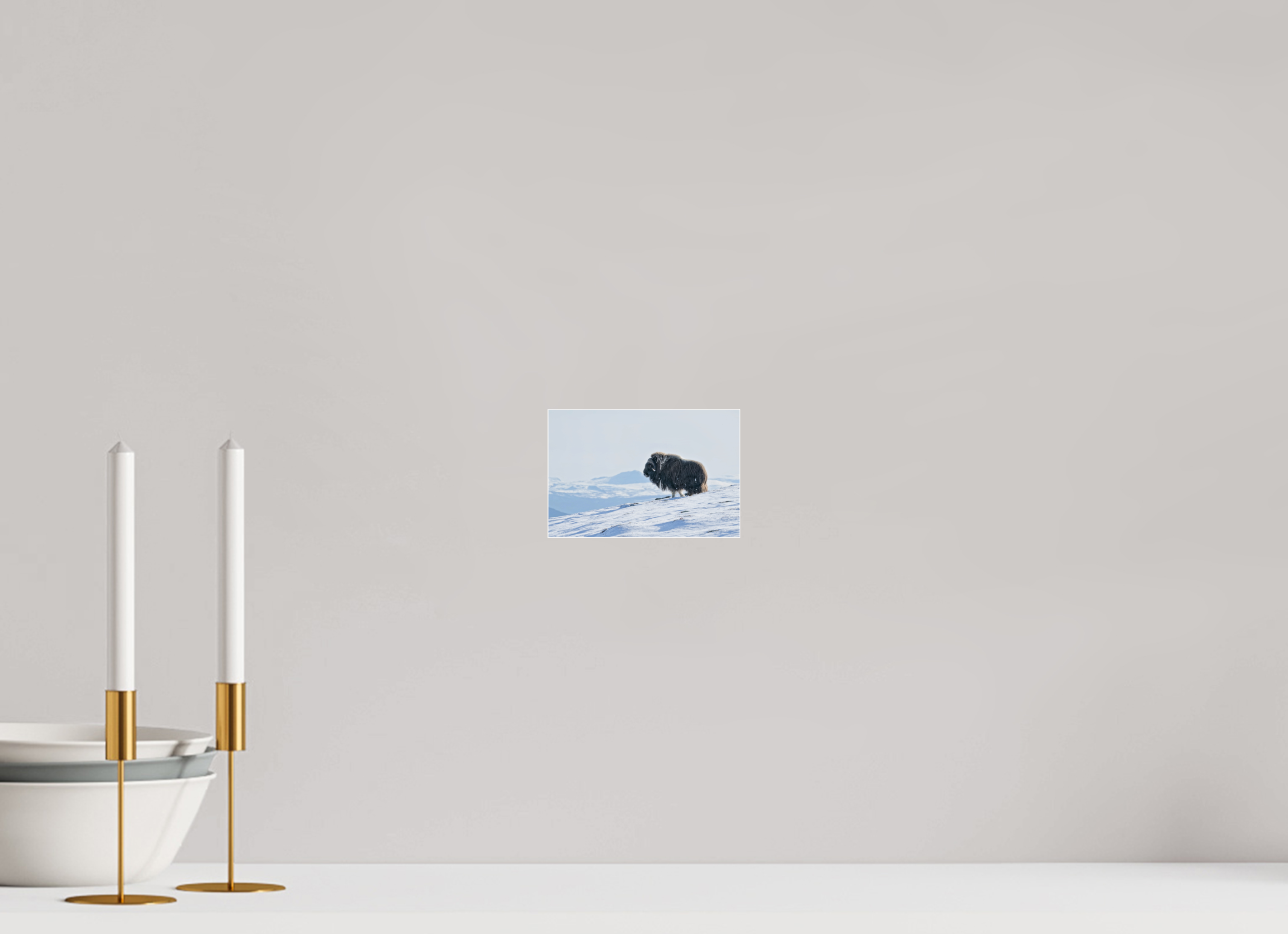 15 x 10 cm, Photo Print Under Glossy Acrylic Glass 6mm The Musk Ox Kingdom - Photo Print Under Acrylic Glass