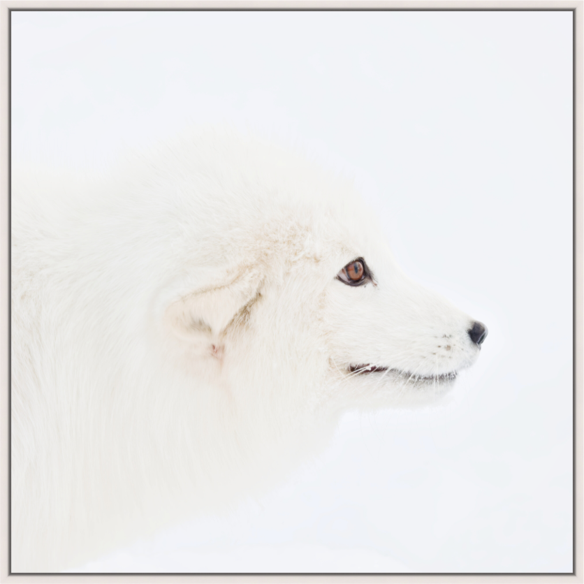 Main image Arctic Fox Head - Floater Frame
