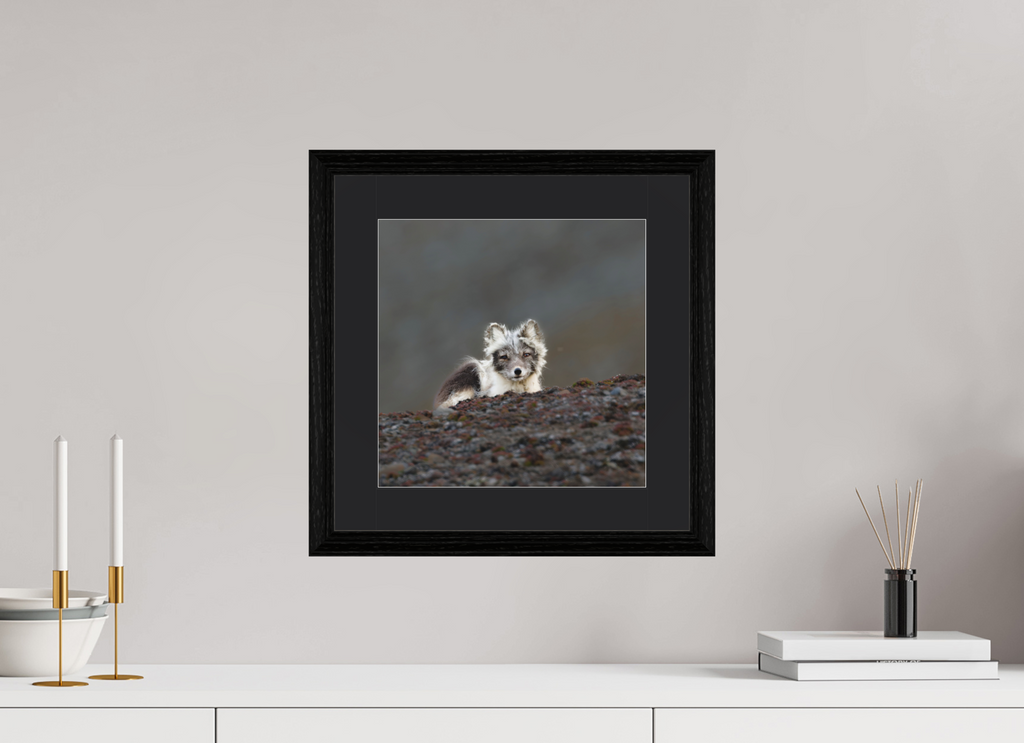 30 x 30 cm, Solid Wood Frame Vienna Passe-partout Black Oak Arctiv Fox Scout -Solid Frame With Passe-Partout