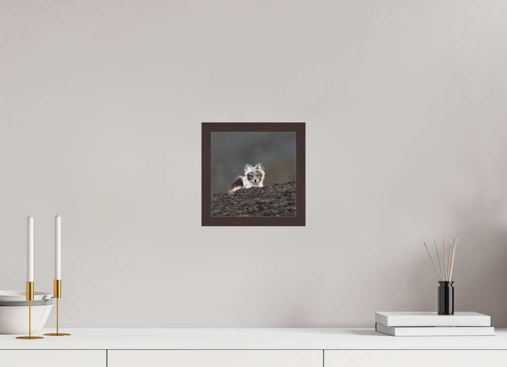20 x 20 cm, Gallery Frame Hamburg 20mm Alder Brown Matte Acrylic Arctic Fox Scout- In Solid 20 mm Wood Frame Hamburg Matte