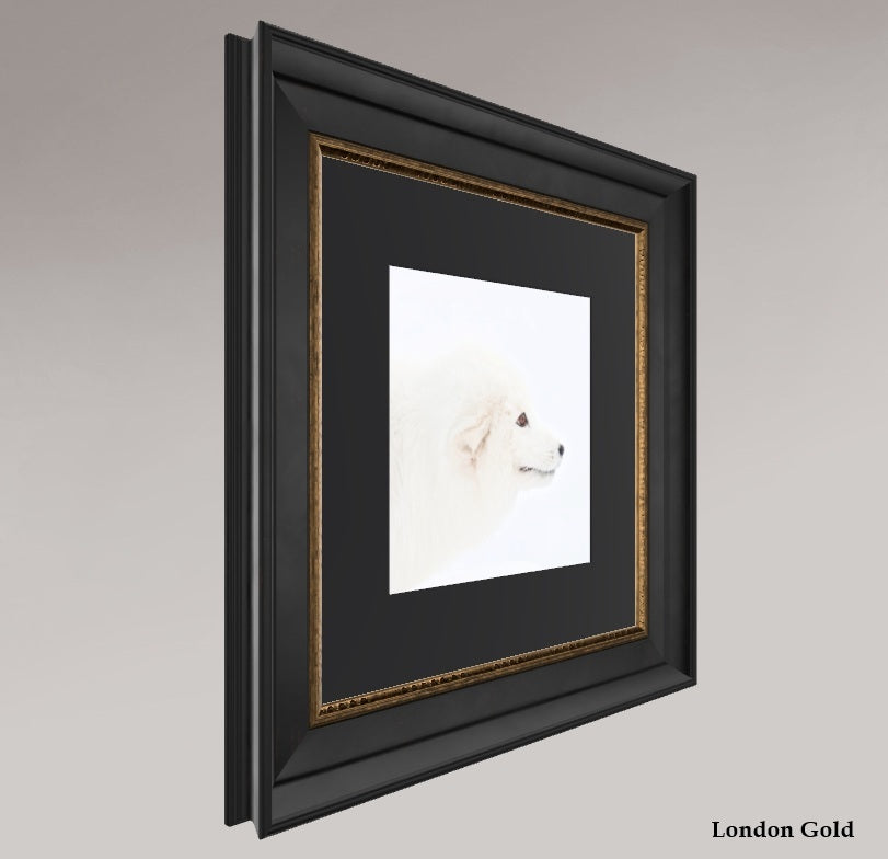 Arctic Fox Head - Solid Frame With Passe-Partout