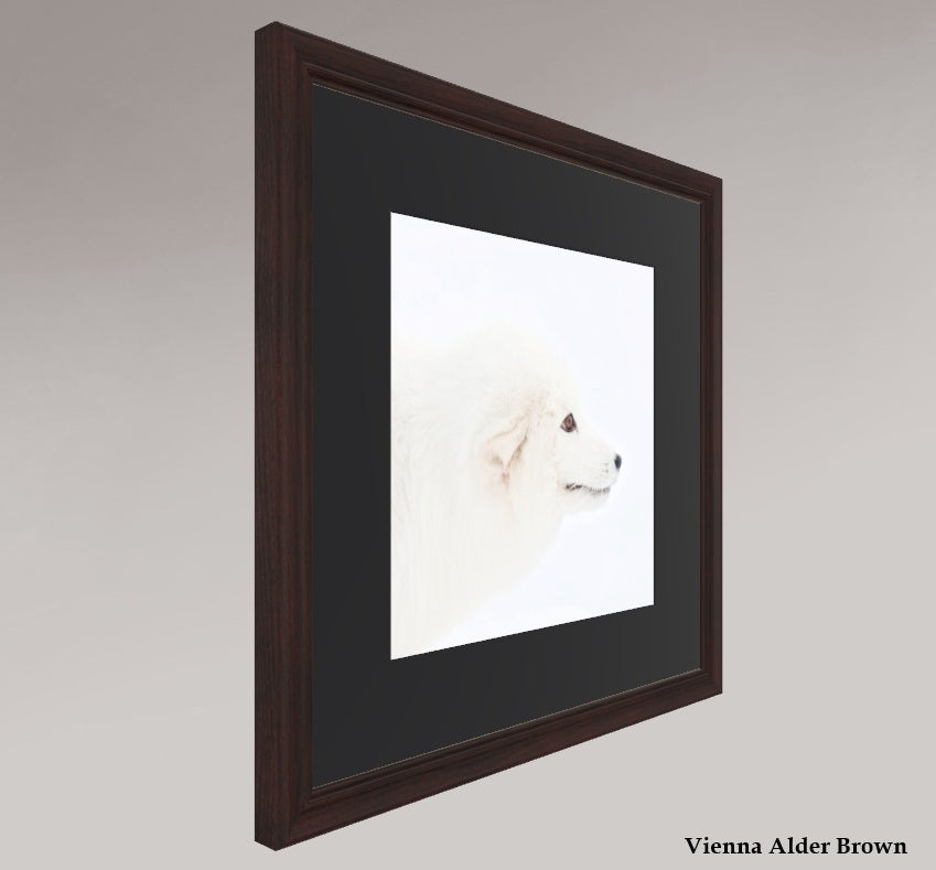 Arctic Fox Head - Solid Frame With Passe-Partout