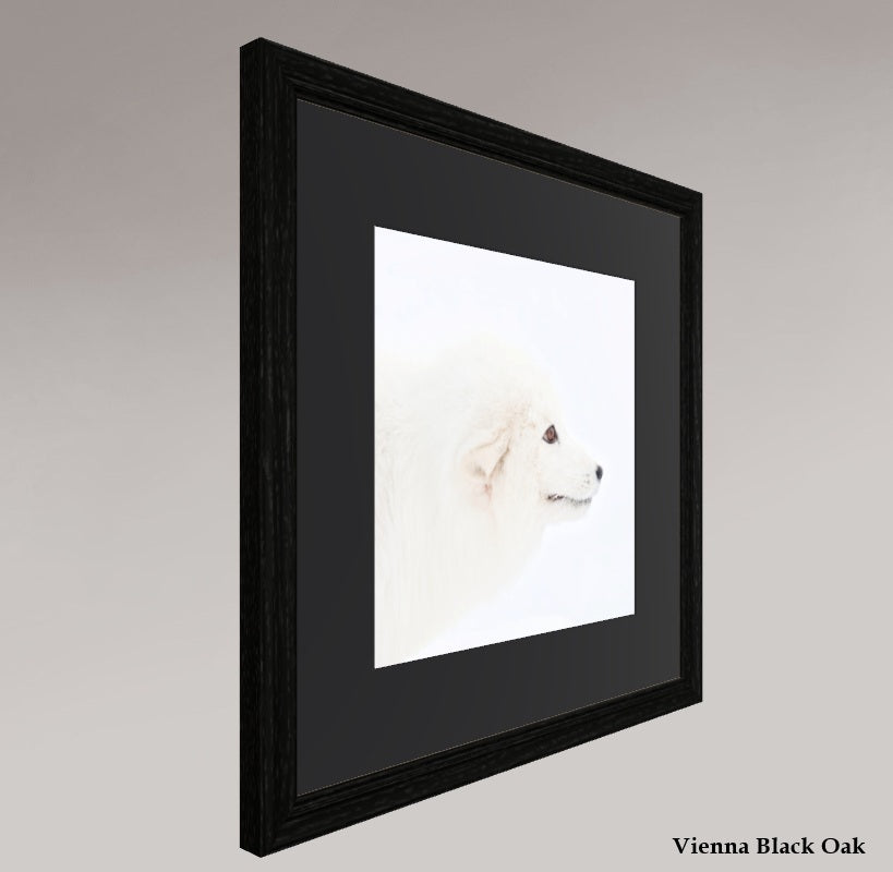 Arctic Fox Head - Solid Frame With Passe-Partout