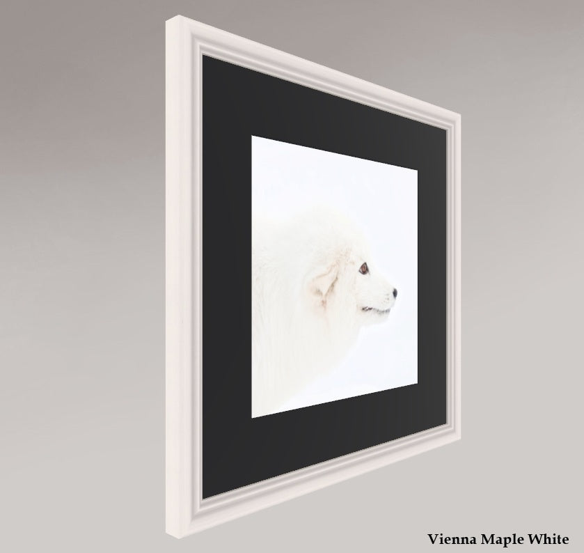 Arctic Fox Head - Solid Frame With Passe-Partout