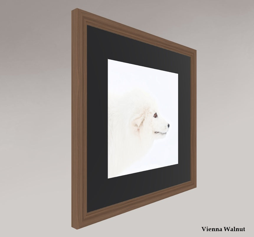 Arctic Fox Head - Solid Frame With Passe-Partout