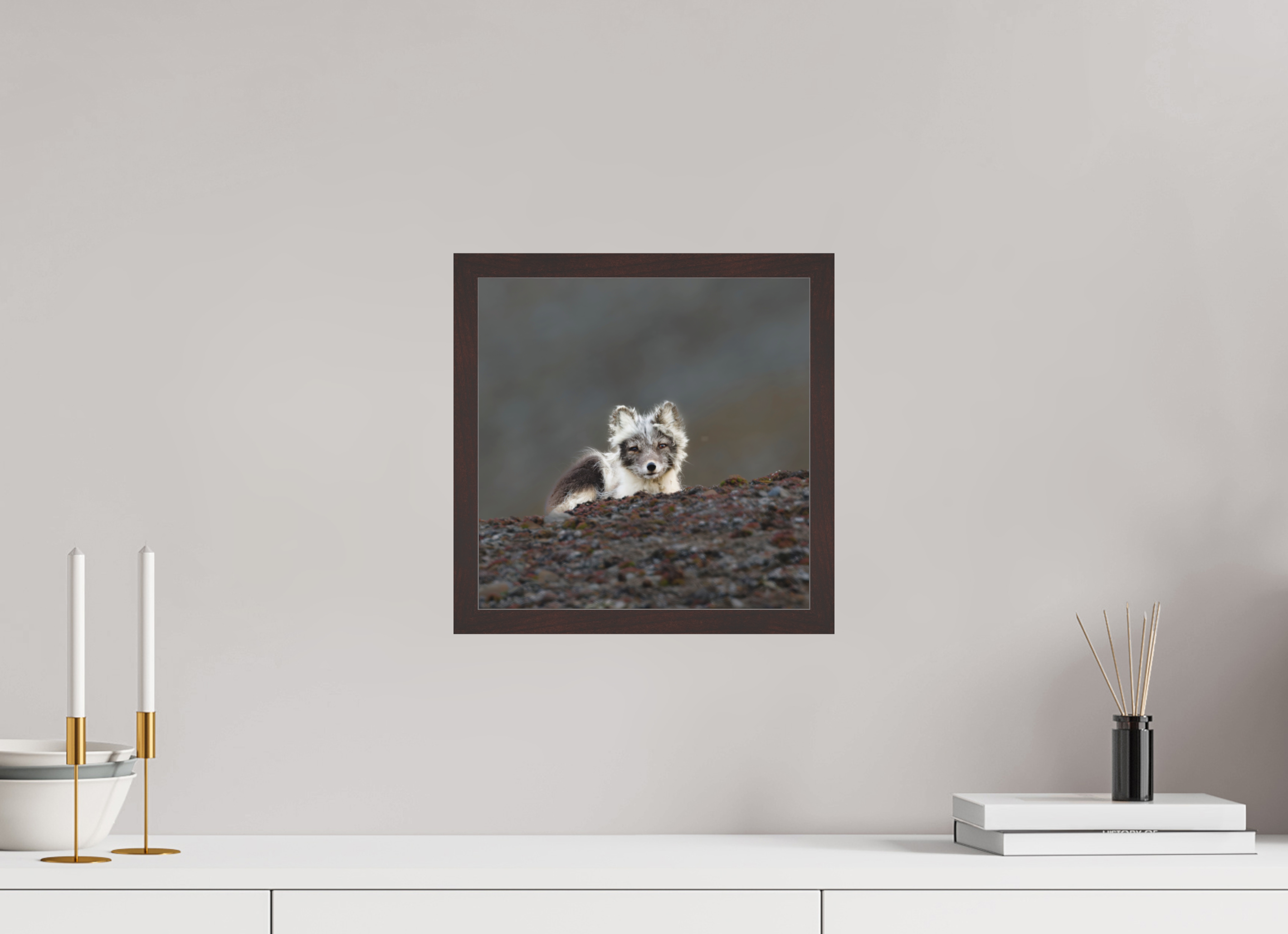 30 x 30 cm, Gallery Frame Hamburg 20mm Alder Brown Matte Acrylic Arctic Fox Scout- In Solid 20 mm Wood Frame Hamburg Matte
