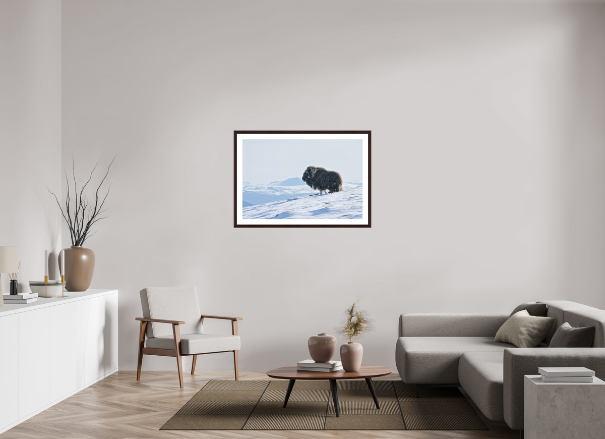 105 x 70 cm, Solid Wood Alder Brown Frame Vienna White Passe-partout The Musk Ox Kingdom -  Solid Frame White Passe-Partout