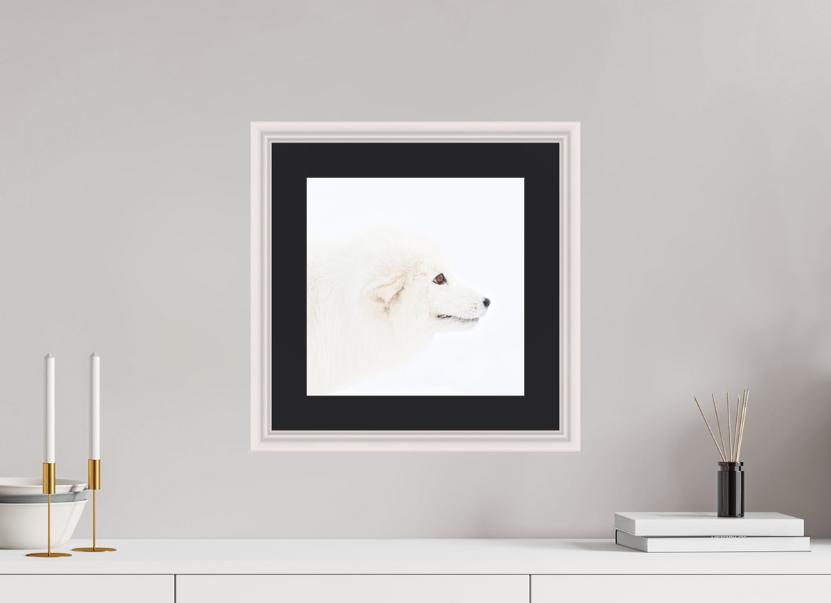 30 x 30 cm, Solid Wood Frame Vienna Passe-partout Maple White Arctic Fox Head - Solid Frame With Passe-Partout