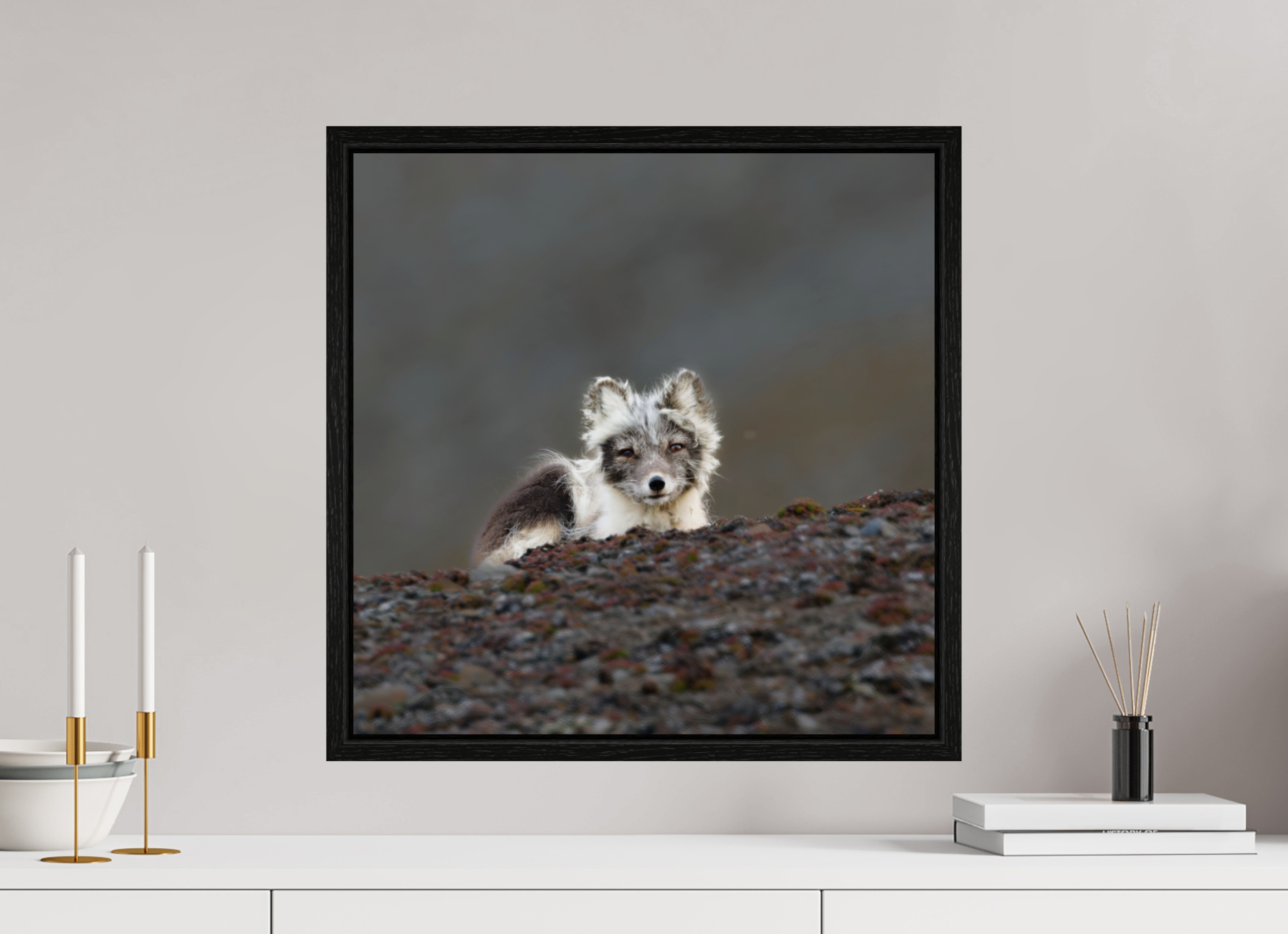 50 x 50 cm, Floater Frame Black Oak Glossy Acrylic Glass Arctic Fox Scout - Floater Frame Glossy