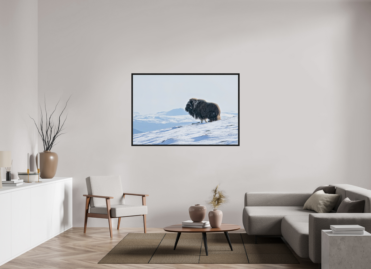 150 x 100 cm, Gallery Frame Hamburg Black Oak Glossy Acrylic The Musk Ox Kingdom - In Solid 20 mm Wood Frame Hamburg Glossy