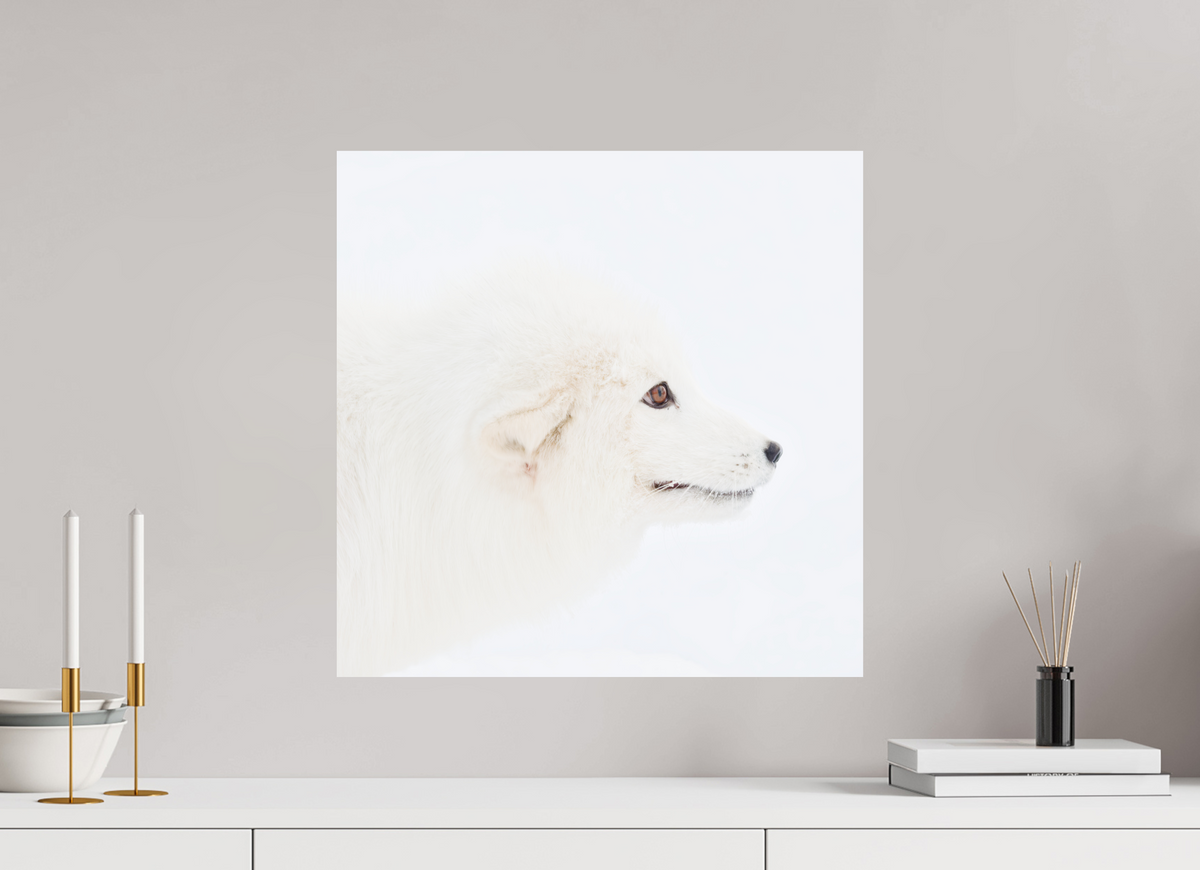 50 x 50 cm, Photo Print On Fuji Crystal DP II Arctic Fox Head - Photo Print