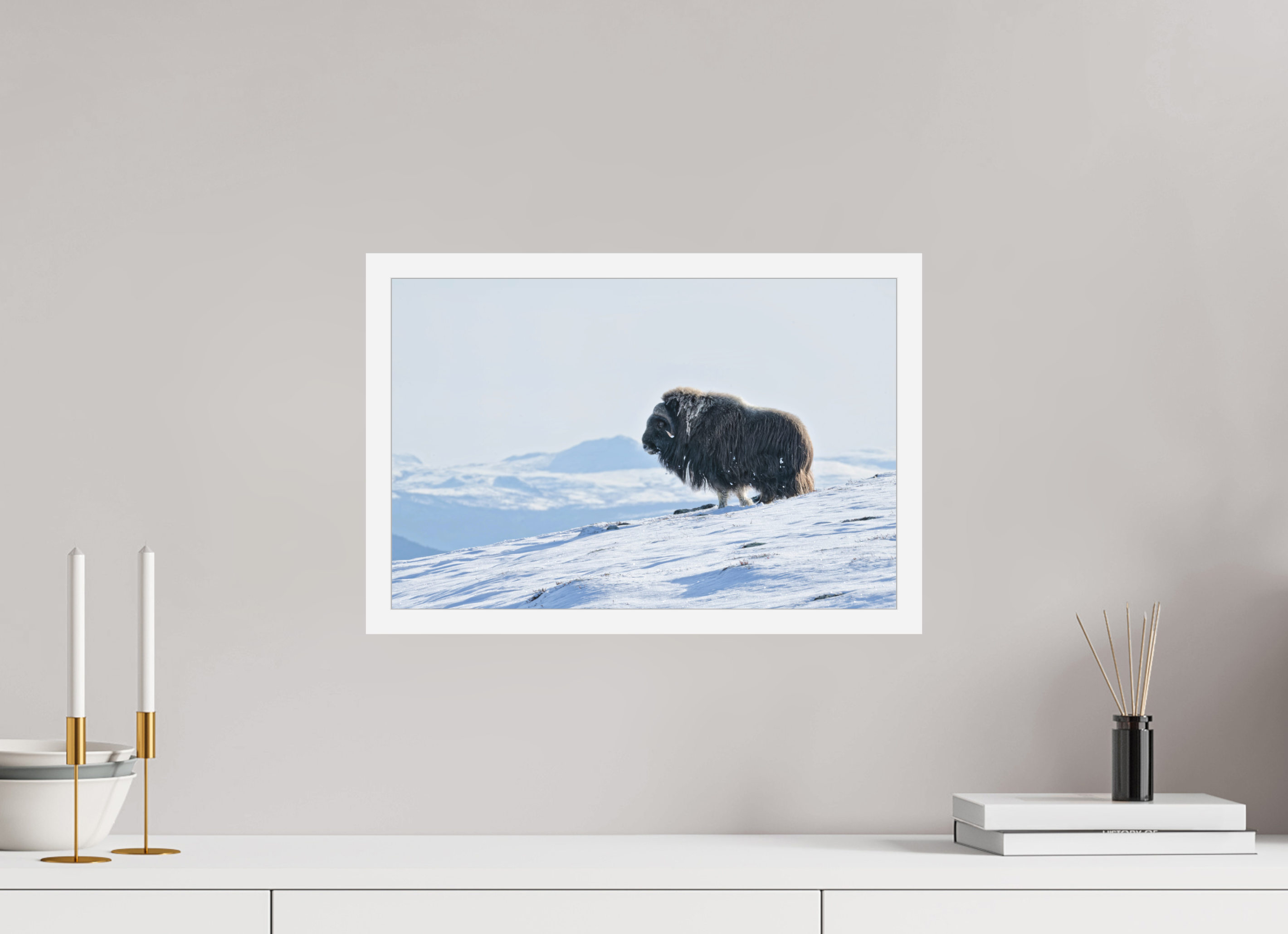 45 x 30 cm, Gallery Frame Hamburg 20mm Matte White Matte Acrylic The Musk Ox Kingdom - In Solid 20 mm Wood Frame Hamburg Matte Acrylic
