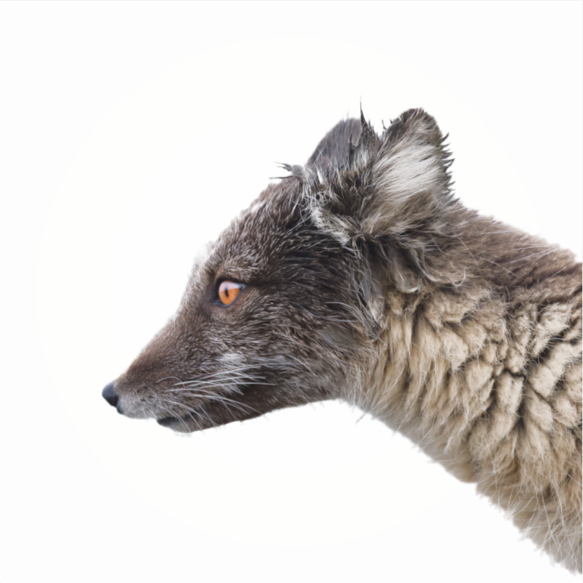 Main image Arctic Fox Brown - Under Acrylic Glass