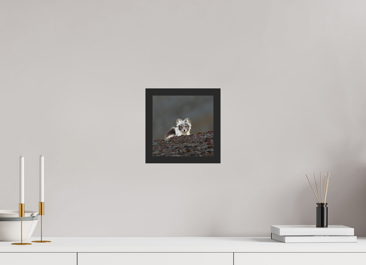 20 x 20 cm, Gallery Frame Hamburg 20mm Black Matte Glossy Acrylic Arctic Fox Scout- In Solid 20 mm Wood Frame Hamburg