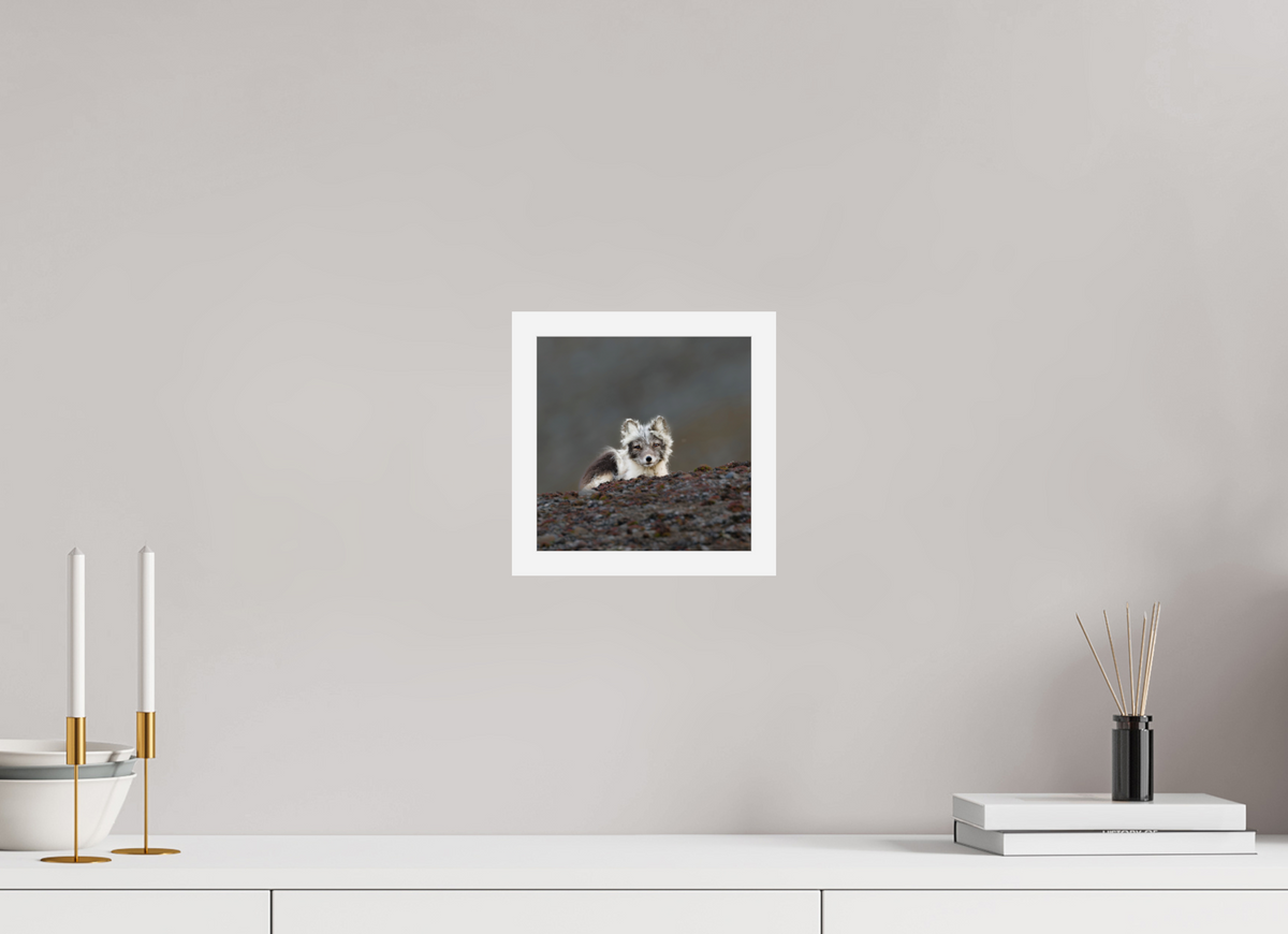 20 x 20 cm, Gallery Frame Hamburg 20mm White Glossy Acrylic Arctic Fox Scout- In Solid 20 mm Wood Frame Hamburg