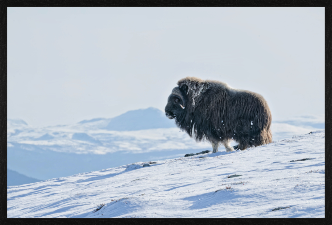 Main image The Musk Ox Kingdom -  In Solid 40 mm Wood Frame Hamburg  Glossy Acrylic