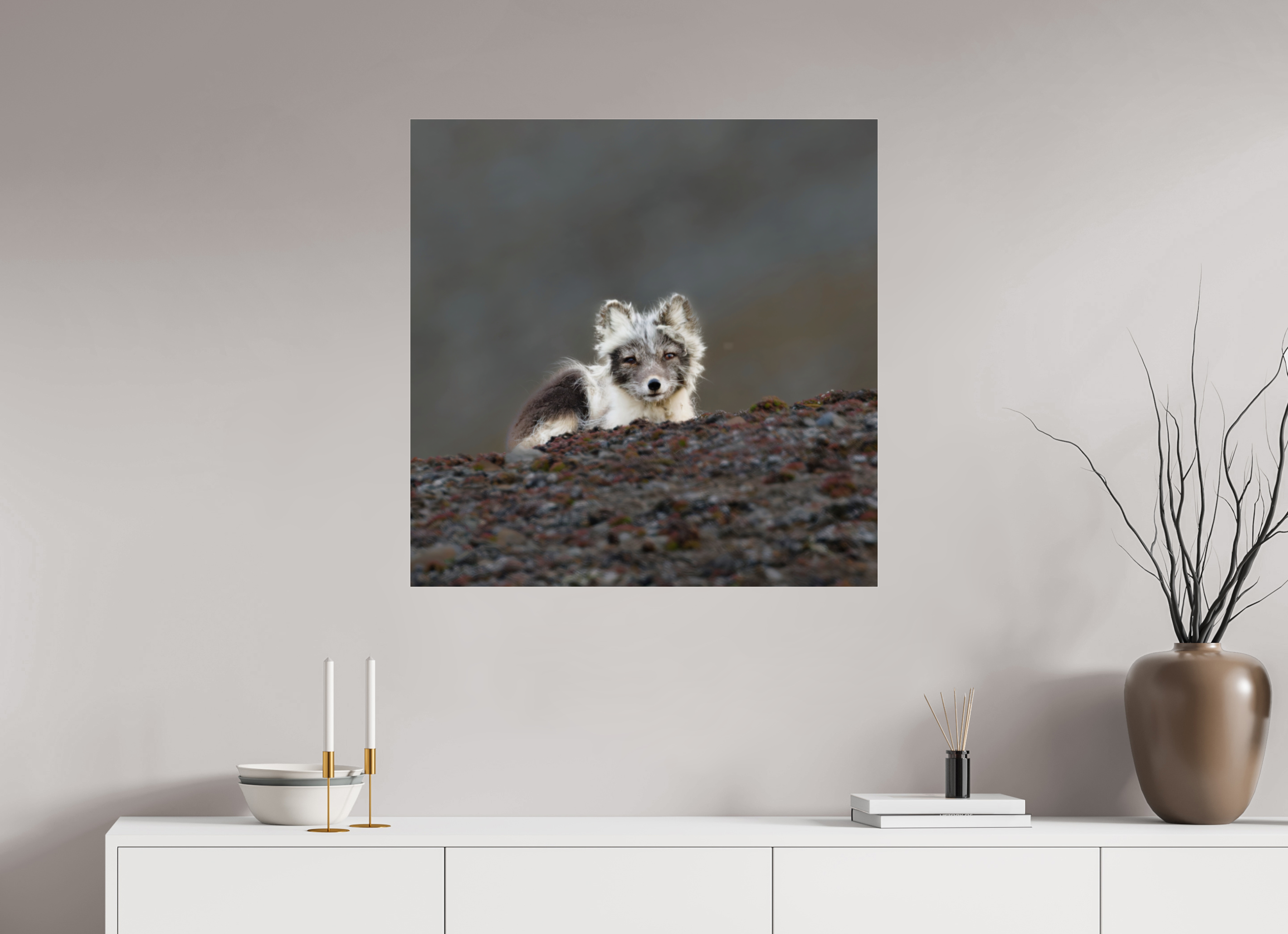 80 x 80 cm, Photo Print Under Acrylic Glass Arctic Fox Scout - Photo Print Under Acrylic Glass