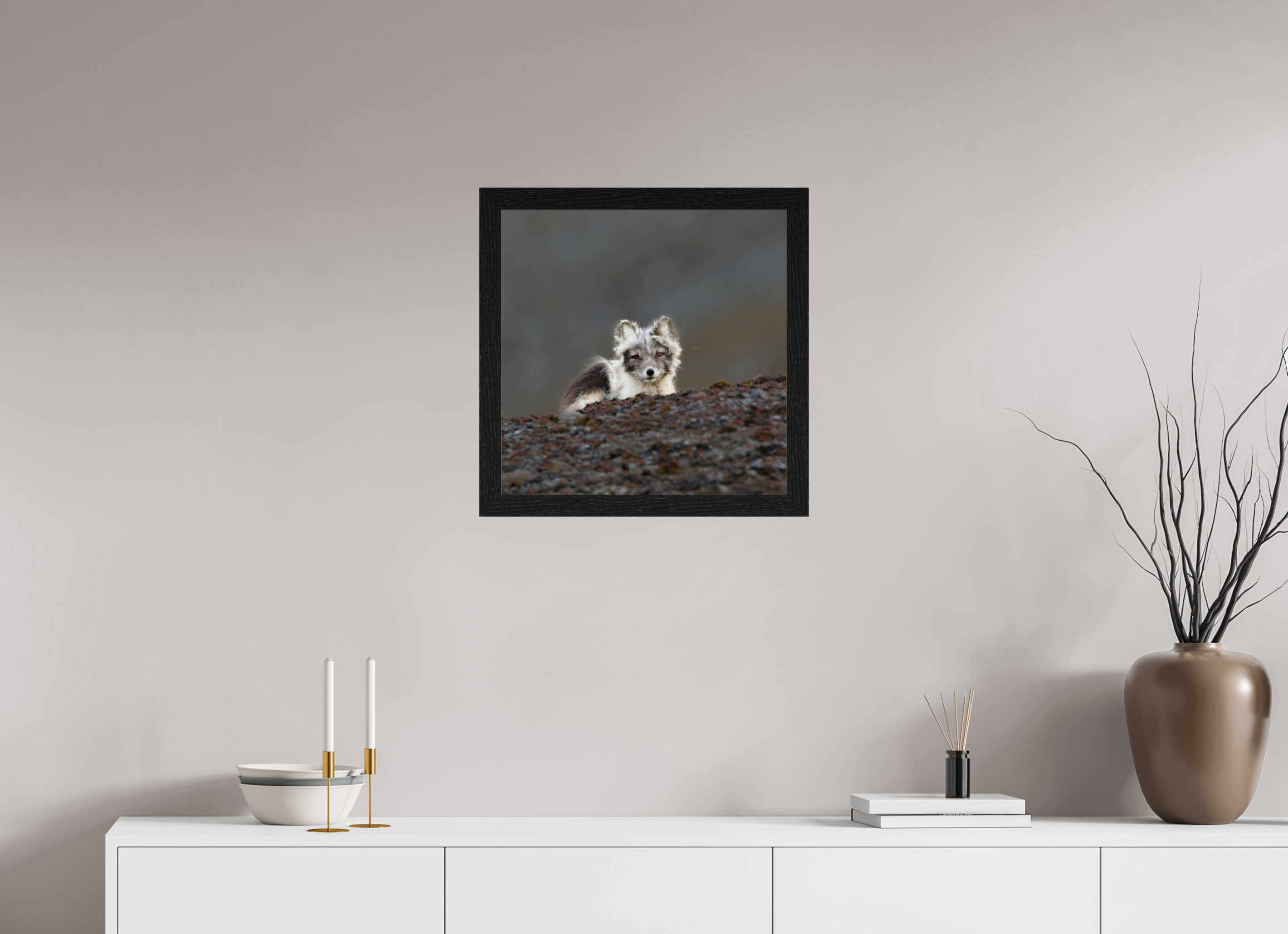 50 x 50 cm, Gallery Frame Hamburg 40mm Black Oak Glossy Acrylic Glass Arctic Fox Scout- In Solid 40 mm Wood Frame Hamburg Glossy
