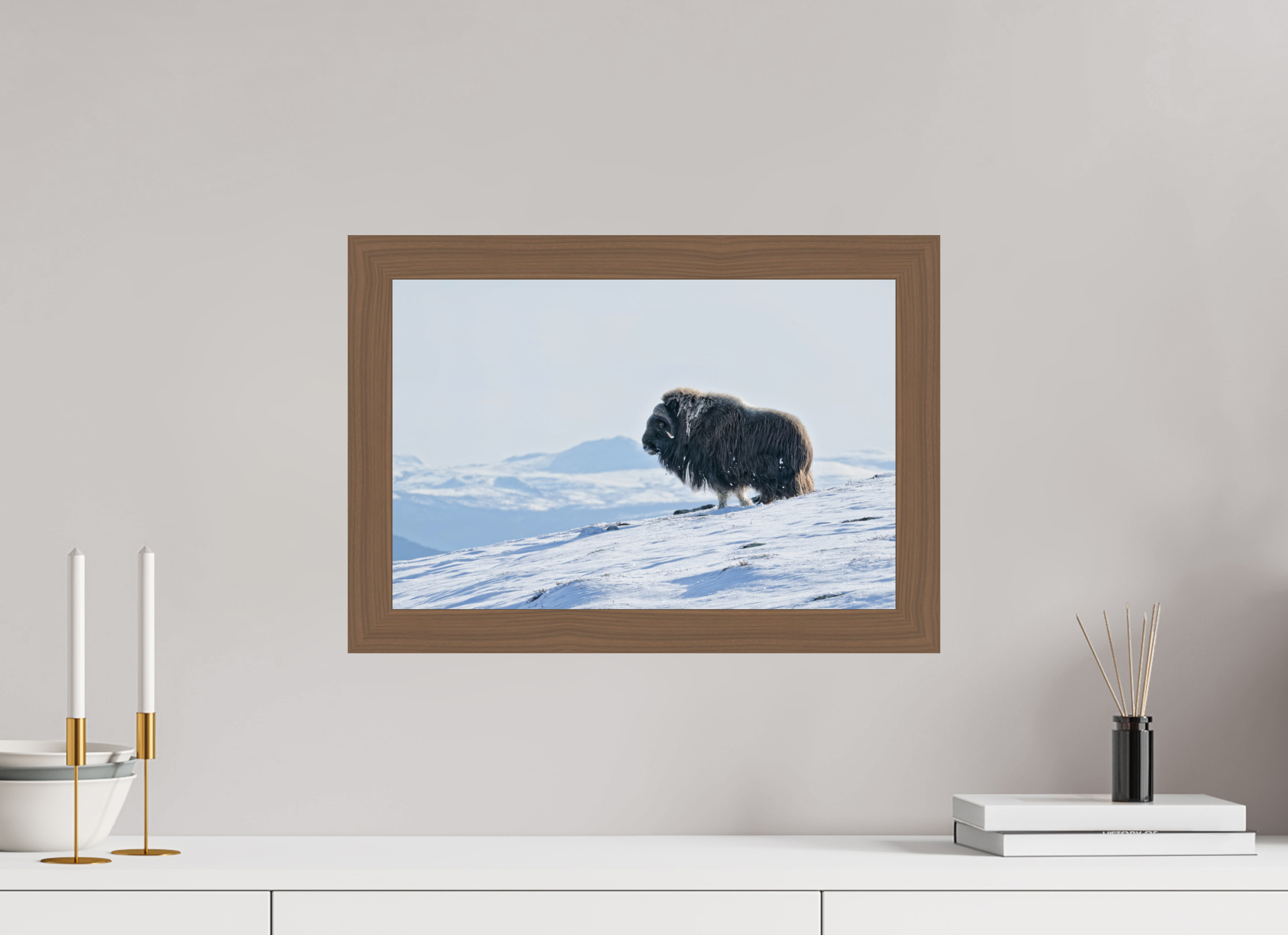 45 x 30 cm, Gallery Frame Hamburg 40mm Walnut Glossy Acrylic Glass The Musk Ox Kingdom -  In Solid 40 mm Wood Frame Hamburg  Glossy Acrylic