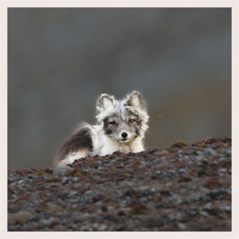 Main image Arctic Fox Scout- In Solid 40 mm Wood Frame Hamburg Matte