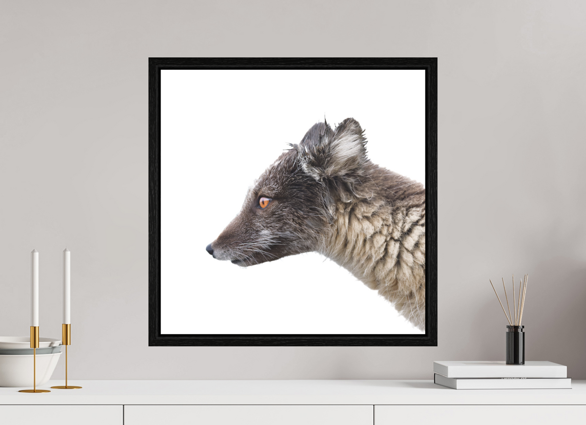 50 x 50 cm, Floater Frame Black Oak Matte Acrylic Glass Arctic Fox Brown - Floater Frame Matte