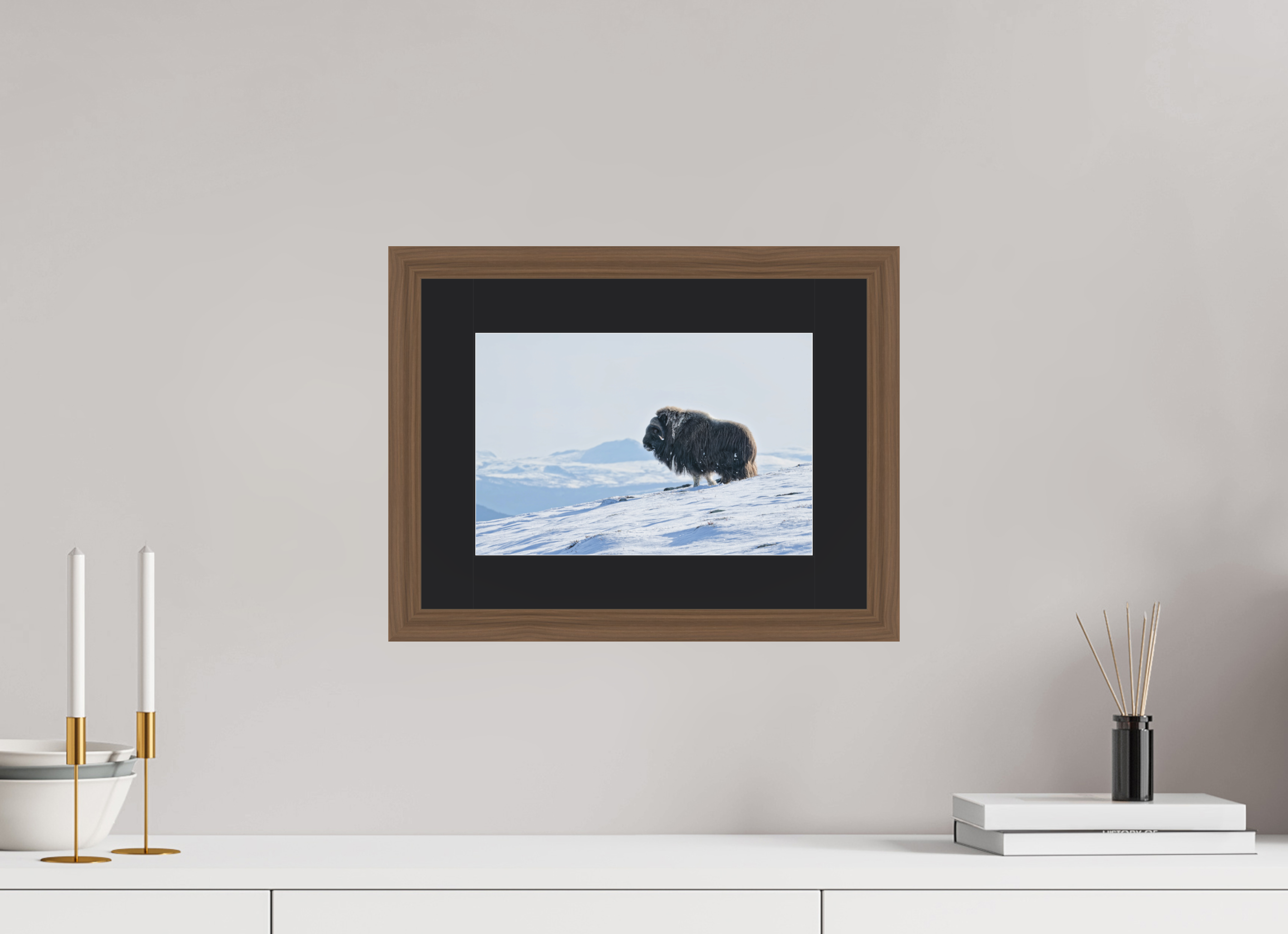30 x 20 cm, Solid Wood Walnut Frame Vienna Black Passe-partout The Musk Ox Kingdom - Solid Frame With Passe-Partout