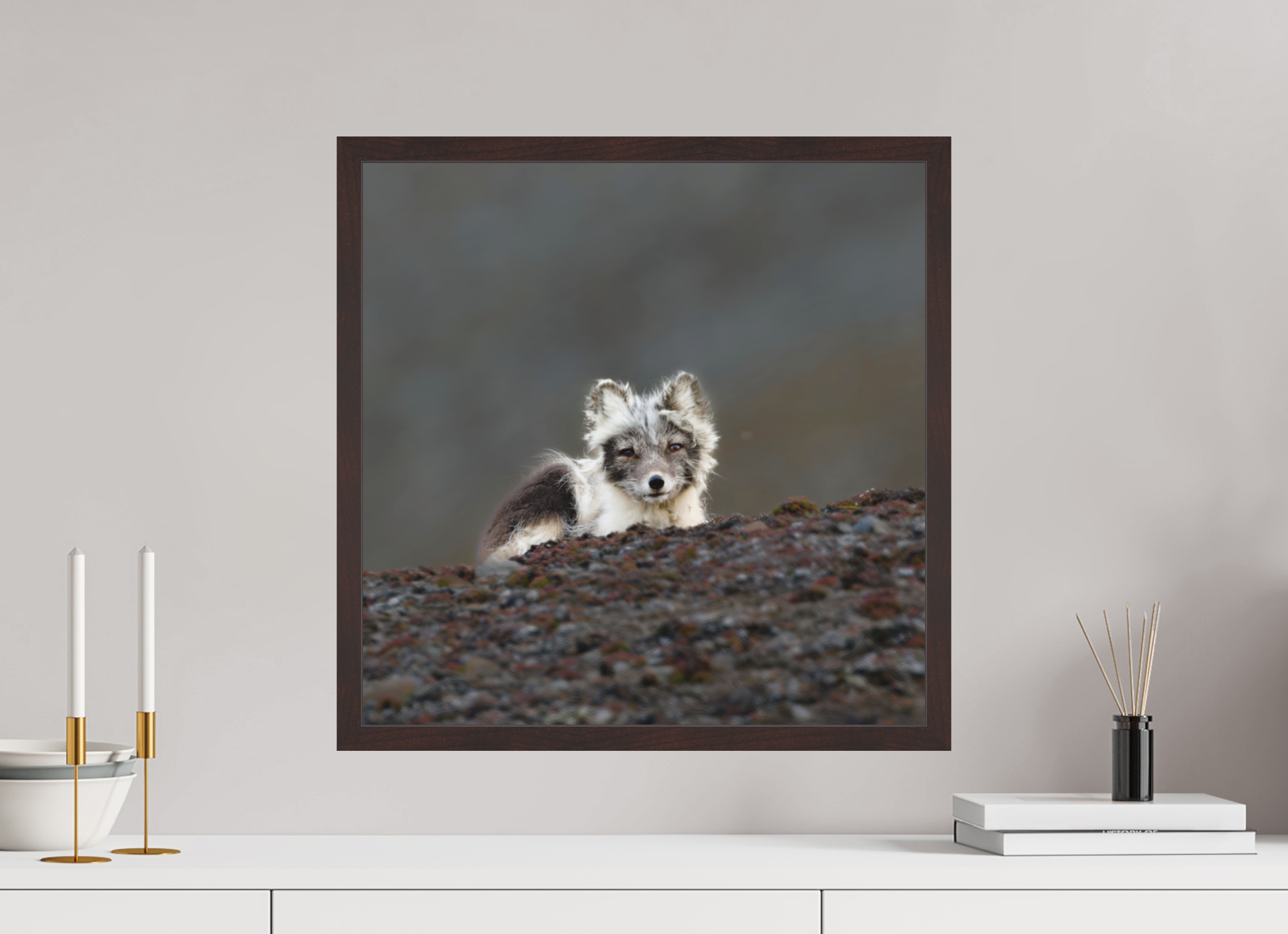 50 x 50 cm, Gallery Frame Hamburg 20mm Alder Brown Matte Acrylic Arctic Fox Scout- In Solid 20 mm Wood Frame Hamburg Matte