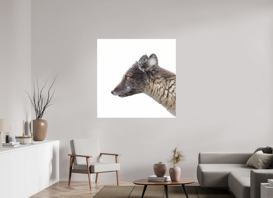 120 x 120 cm, Photo Print Under Glossy Acrylic Glass 2mm Arctic Fox Brown - Under Acrylic Glass