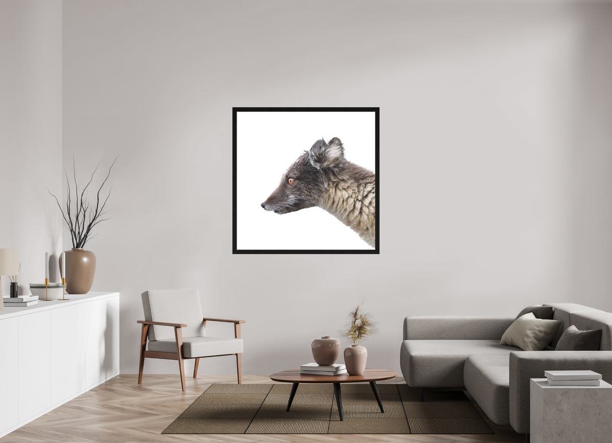 120 x 120 cm, Gallery Frame Hamburg 40mm Black Oak Matte Acrylic Arctic Fox Brown - In Solid 40 mm Wood Frame Hamburg Matte